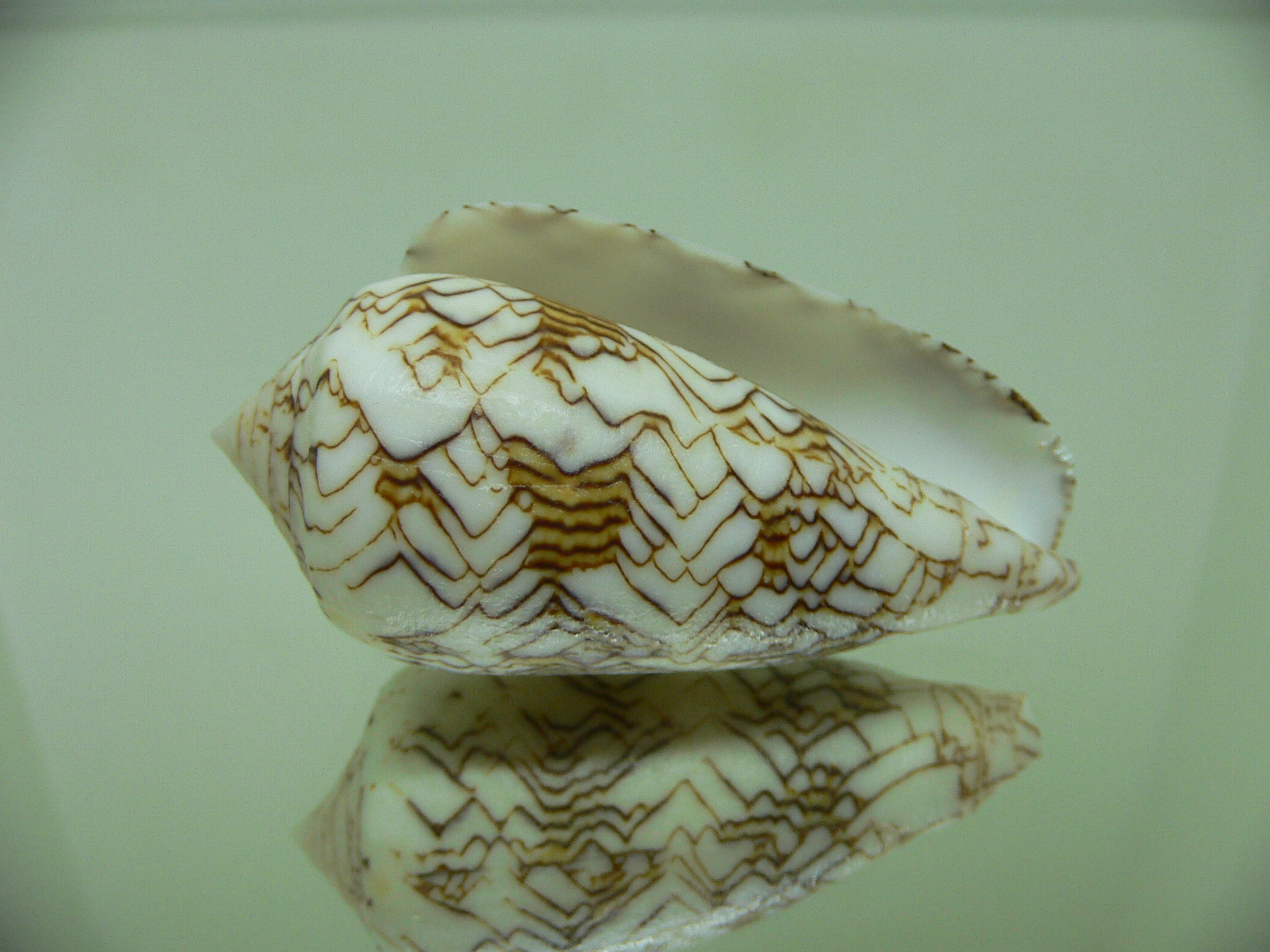Conus textile neovicarius (var.)