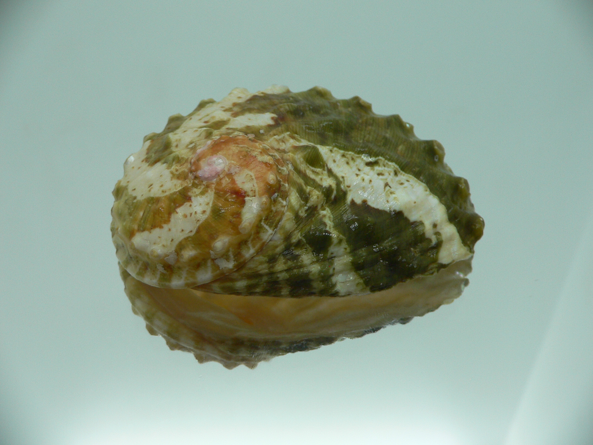 Haliotis ovina ovina BIG & GREEN