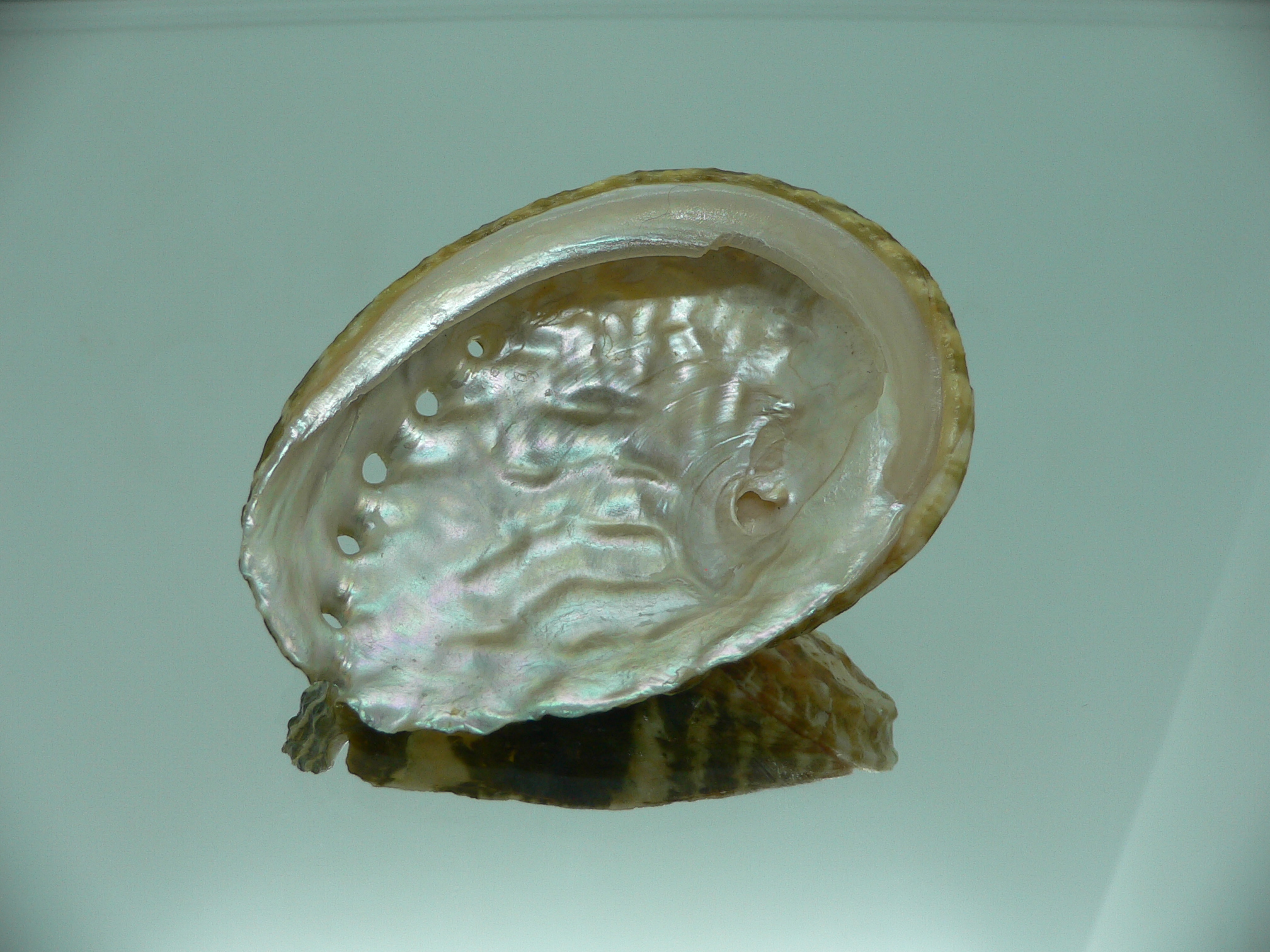 Haliotis ovina ovina BIG & GREEN