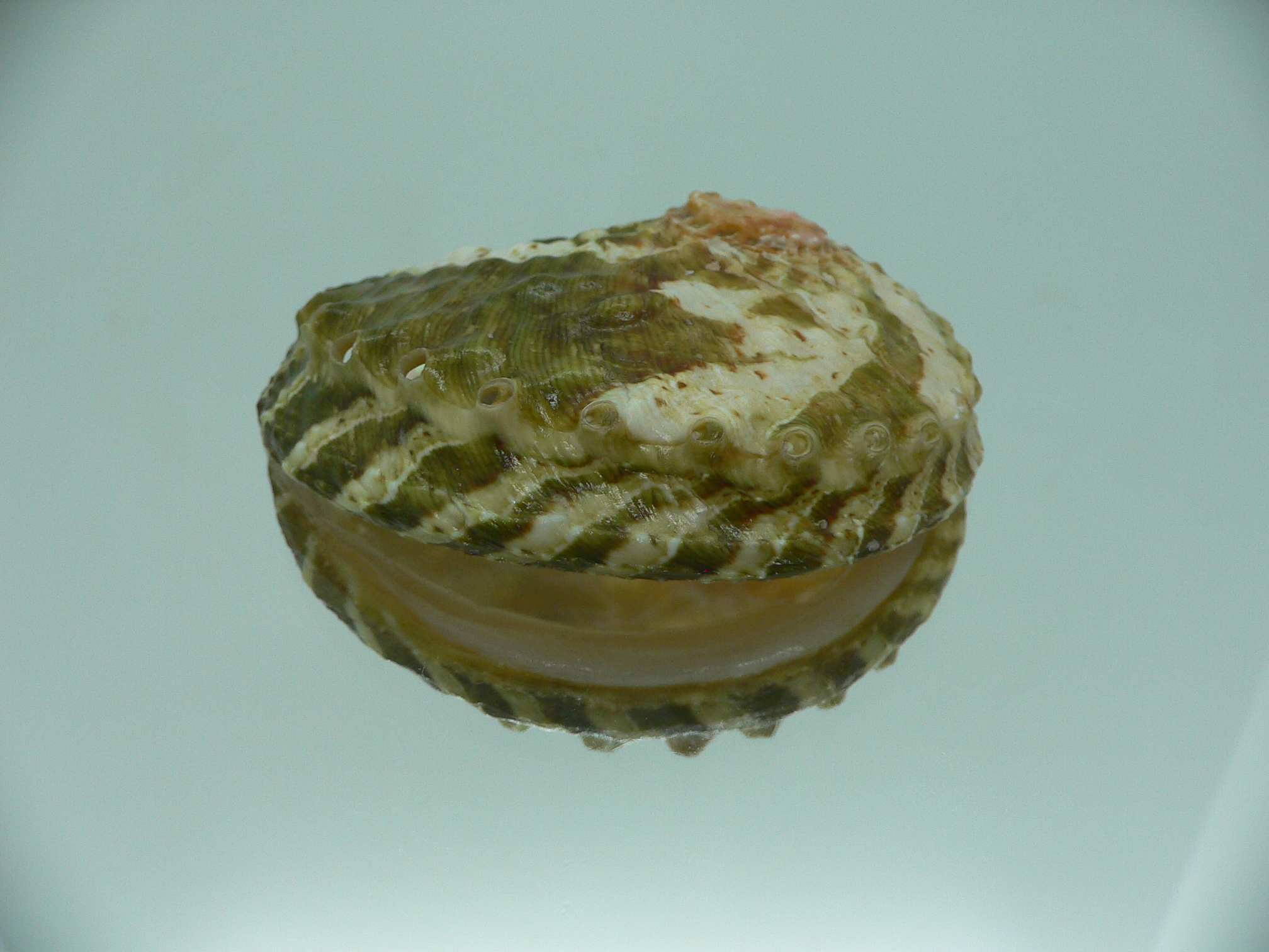 Haliotis ovina ovina BIG & GREEN