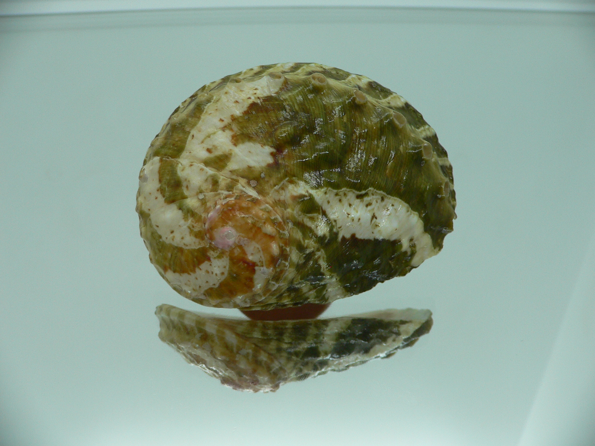 Haliotis ovina ovina BIG & GREEN