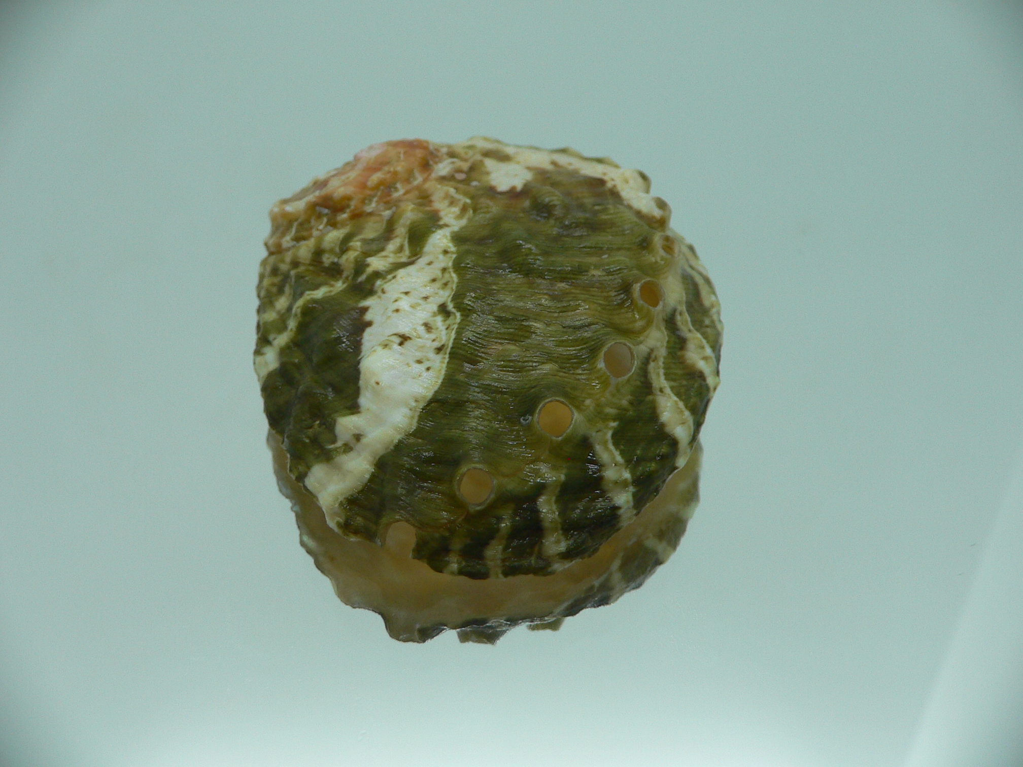 Haliotis ovina ovina BIG & GREEN