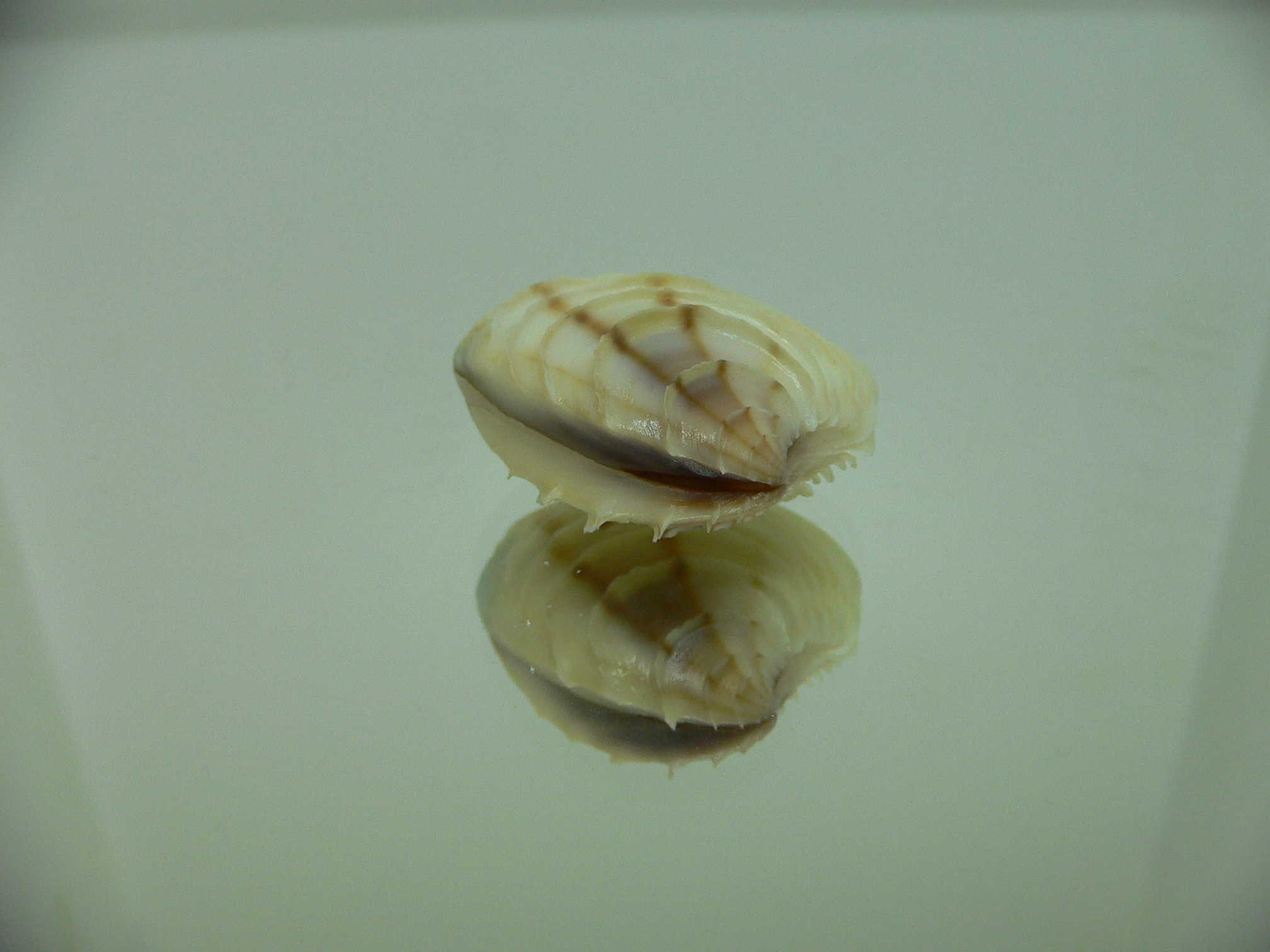 Placamen gravescens 2 STRIPES