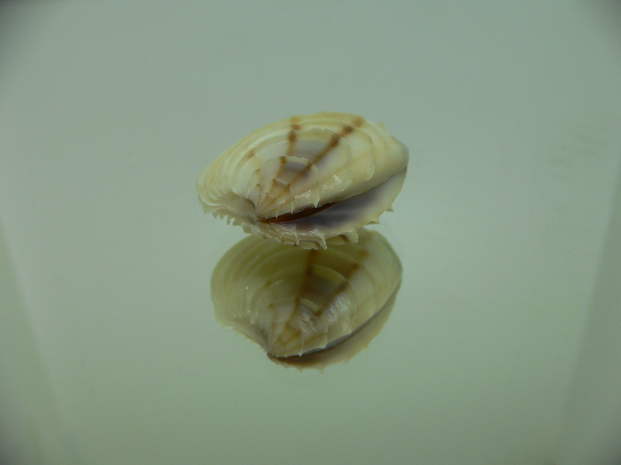 Placamen gravescens 2 STRIPES