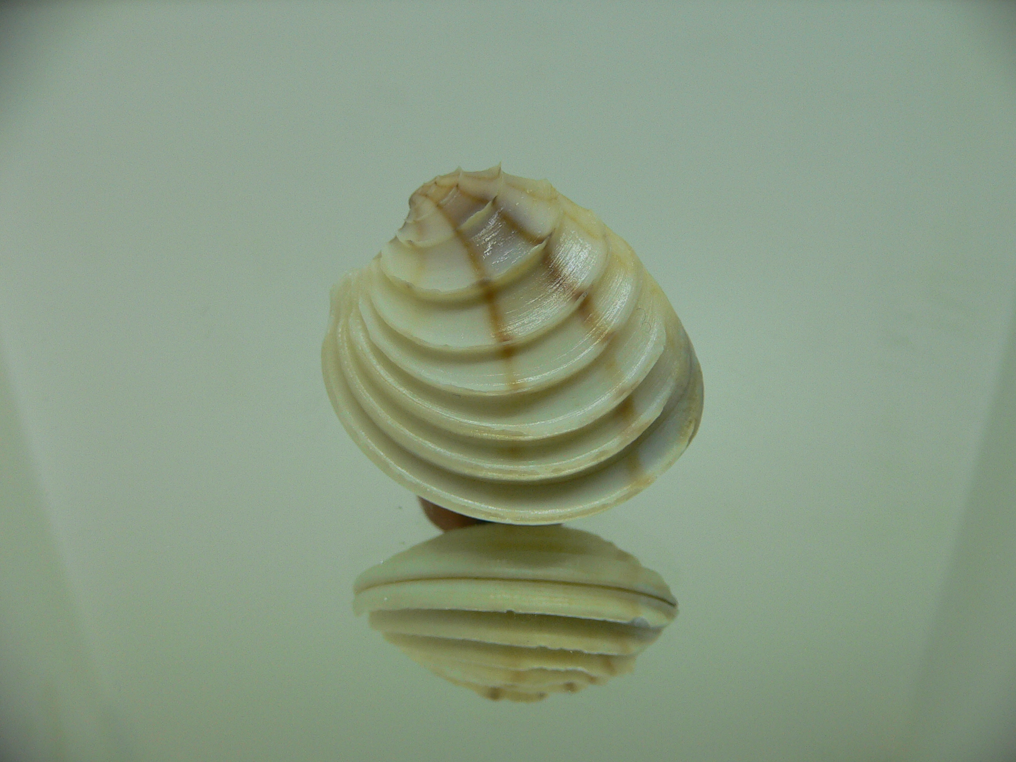 Placamen gravescens 2 STRIPES