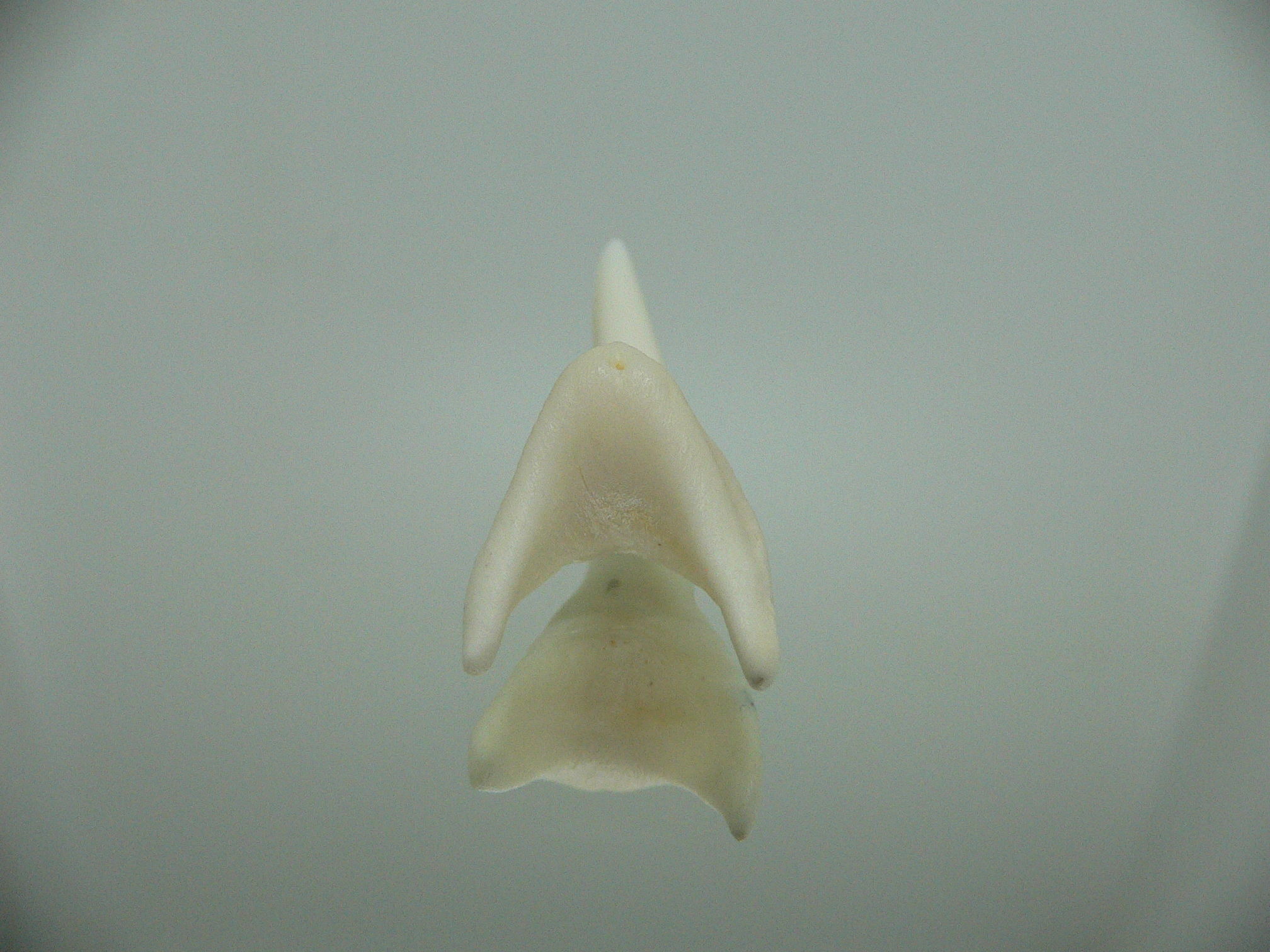 Isurus oxyrinchus - Зуб акулы МАКО 4