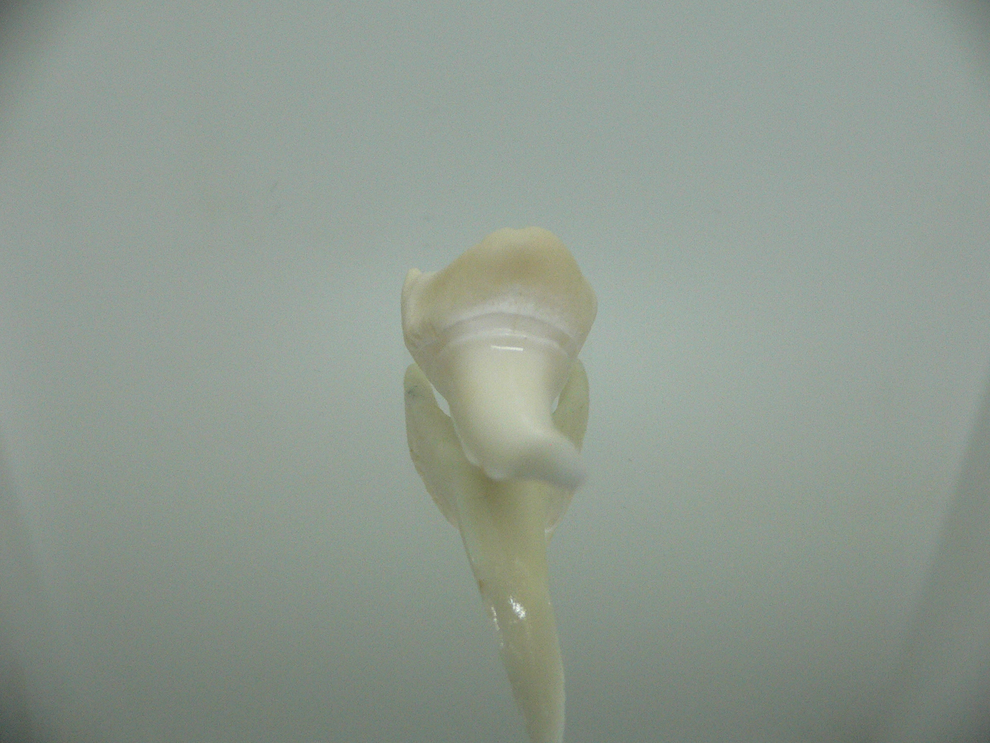 Isurus oxyrinchus - Зуб акулы МАКО 4