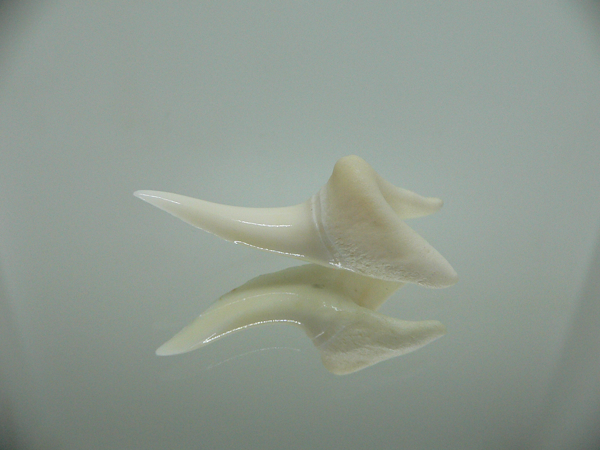 Isurus oxyrinchus - Зуб акулы МАКО 4