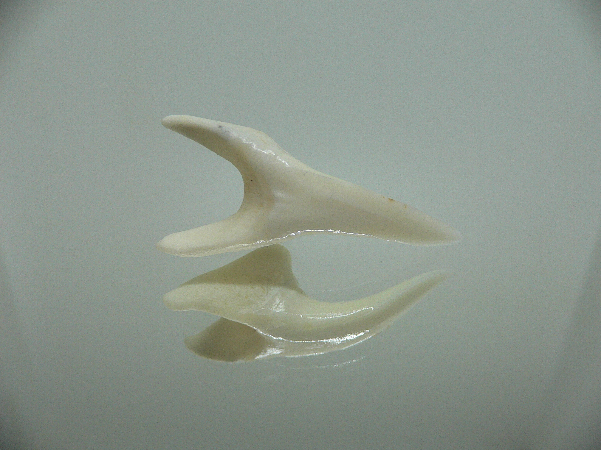 Isurus oxyrinchus - Зуб акулы МАКО 4