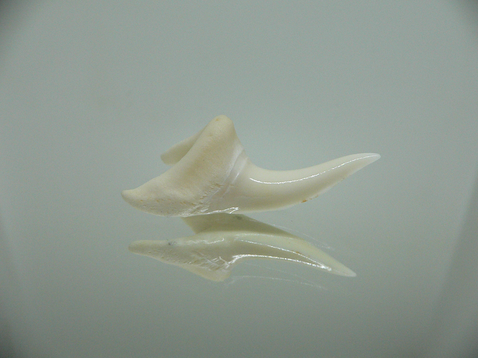 Isurus oxyrinchus - Зуб акулы МАКО 4