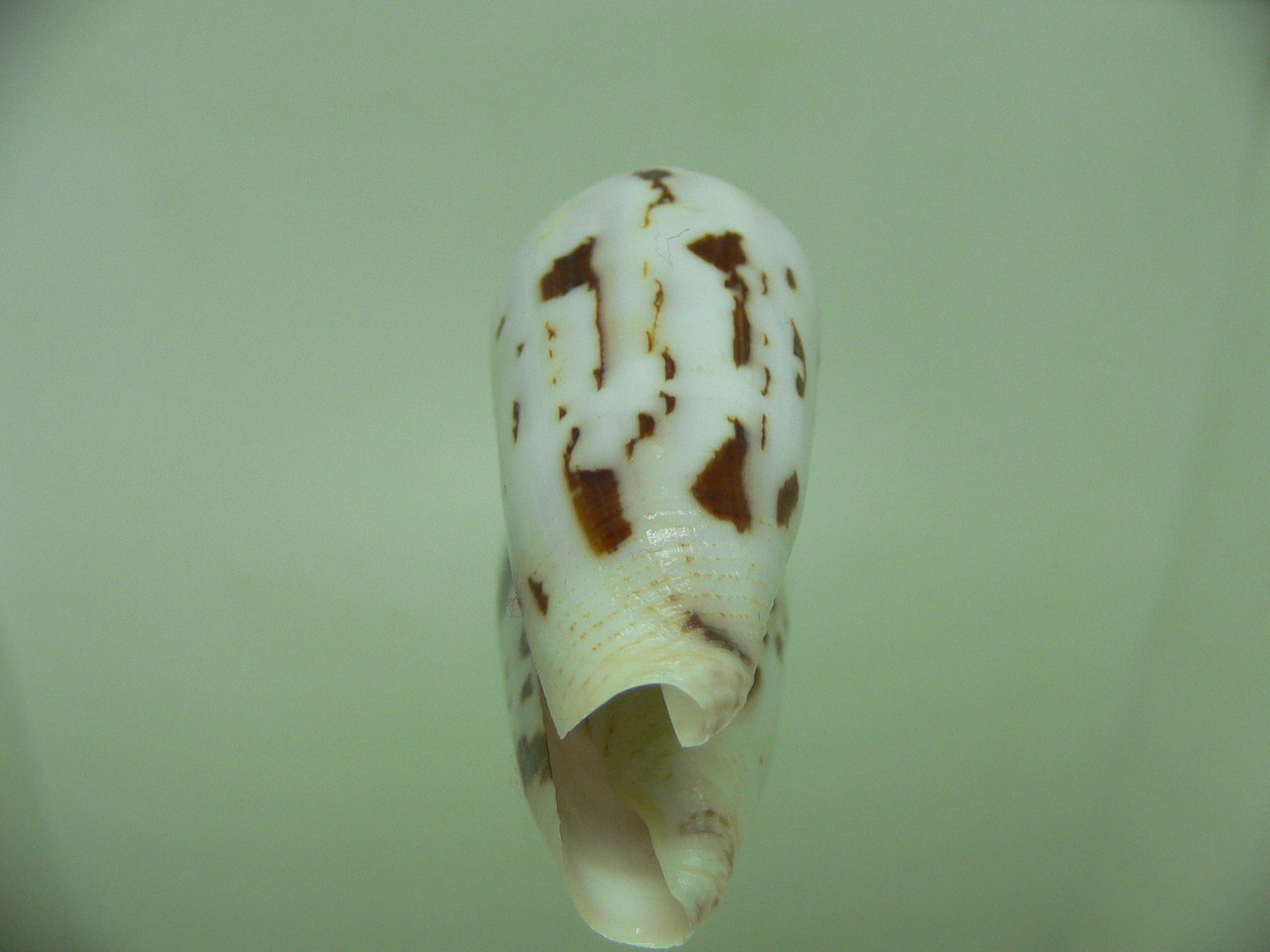 Conus gubernator terminus (var.)