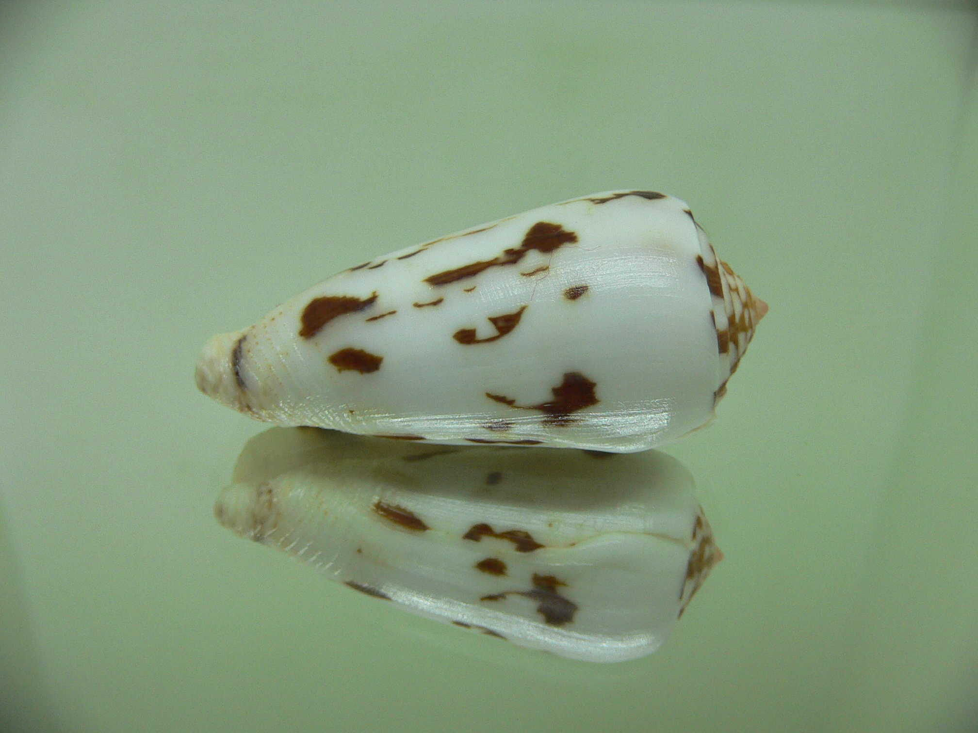 Conus gubernator terminus (var.)