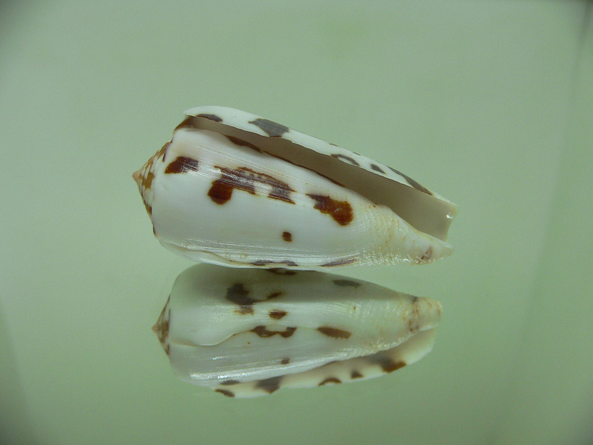 Conus gubernator terminus (var.)