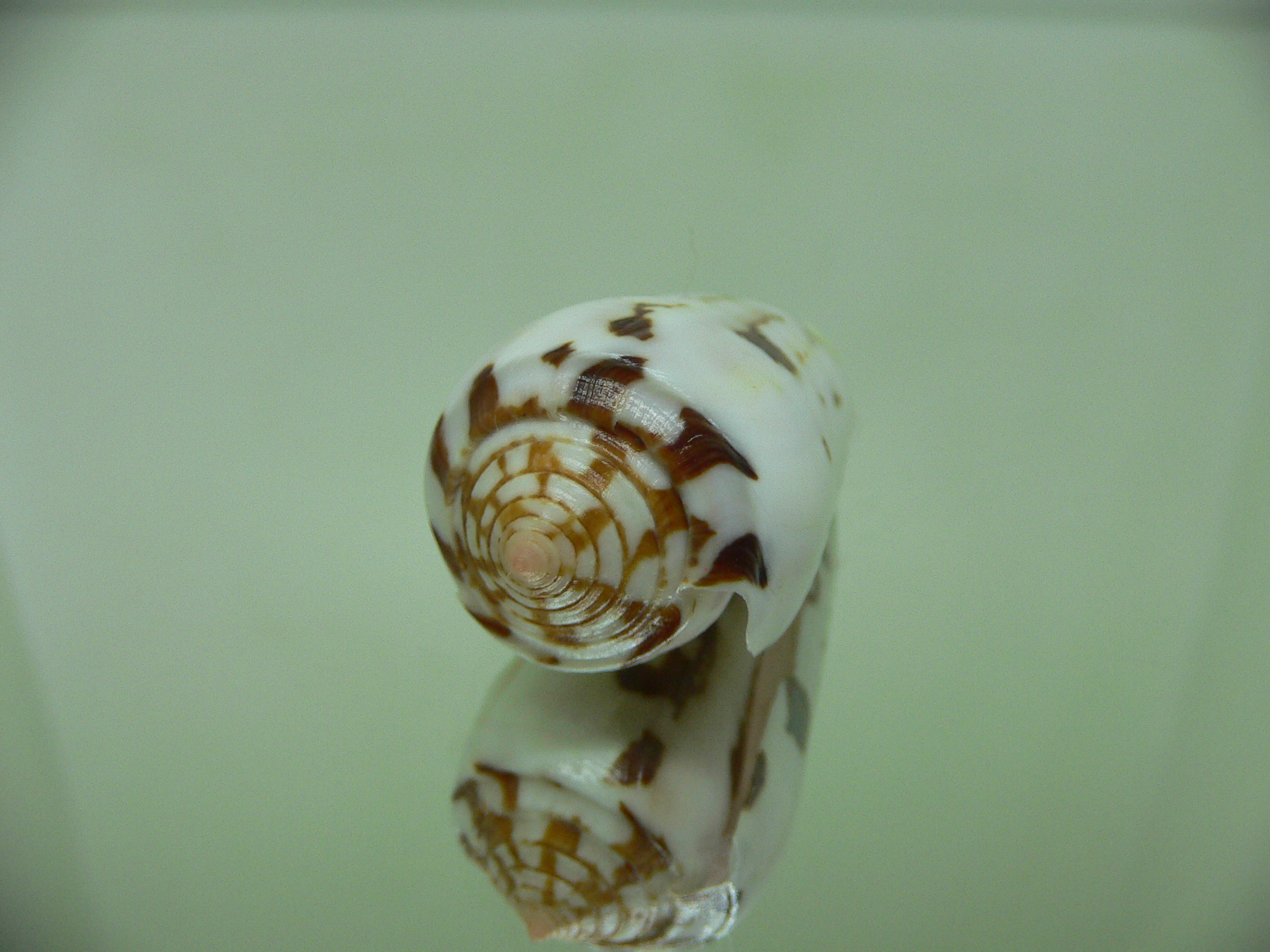 Conus gubernator terminus (var.)