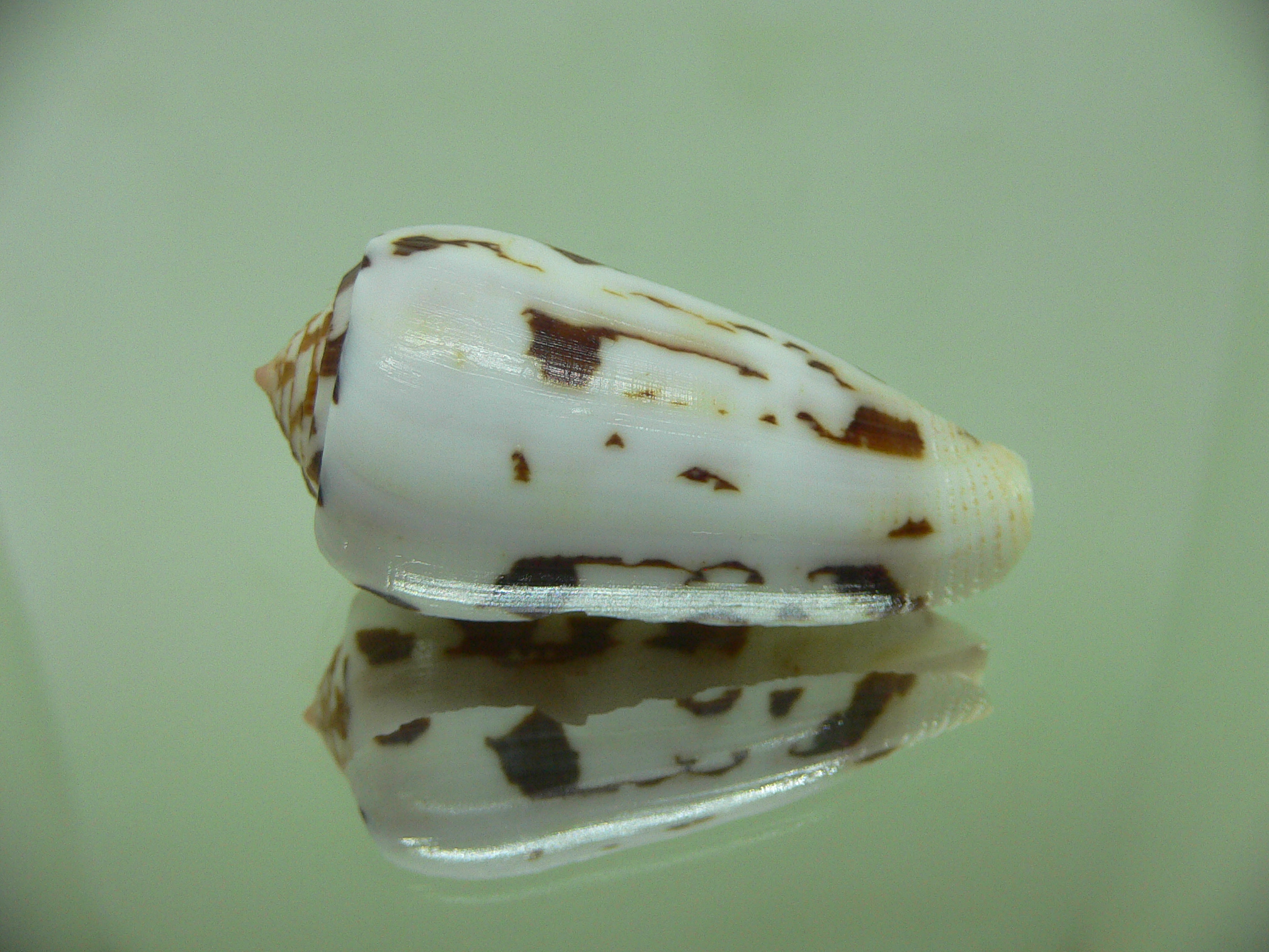 Conus gubernator terminus (var.)