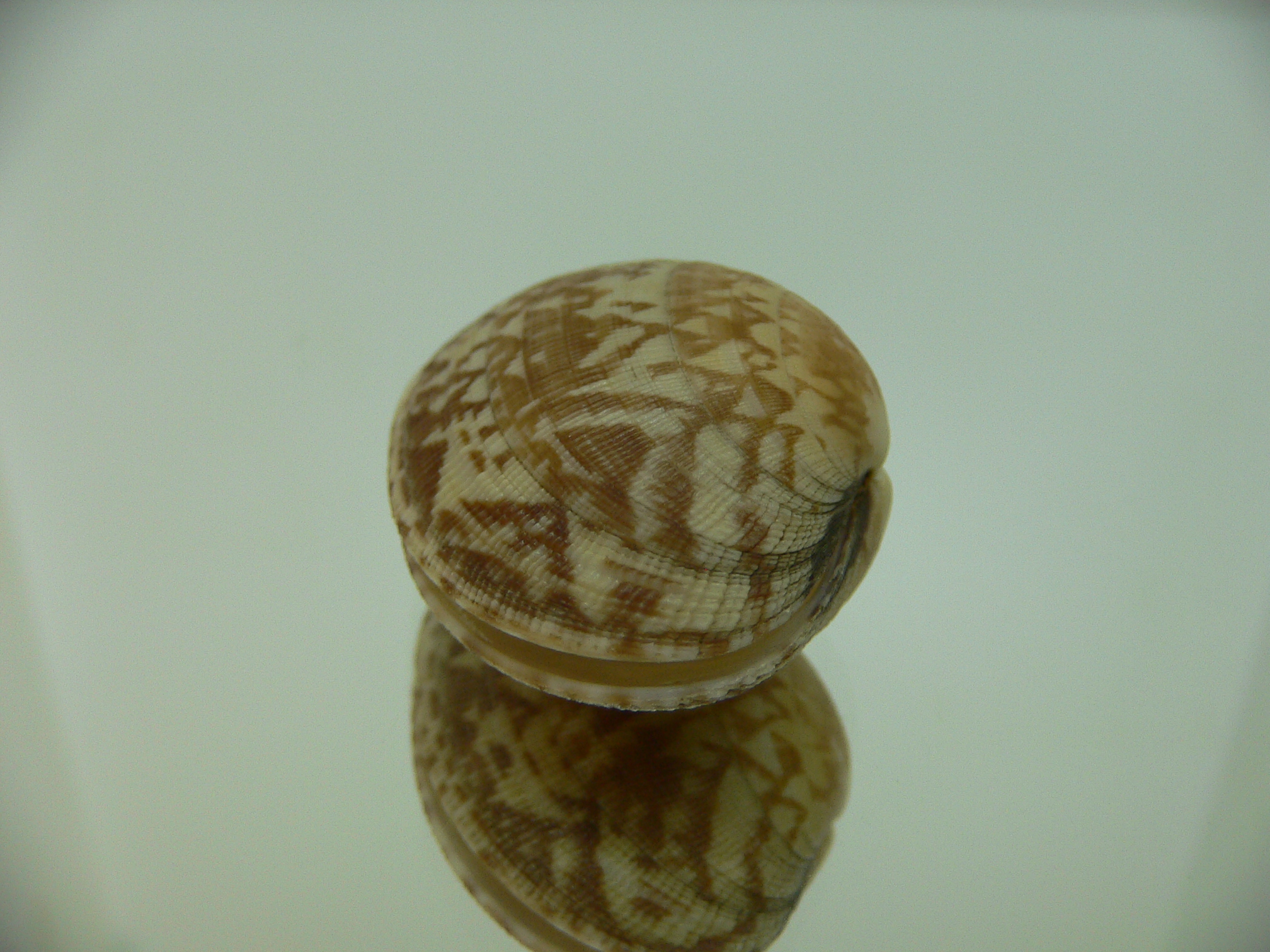 Venerupis aspera WIDE