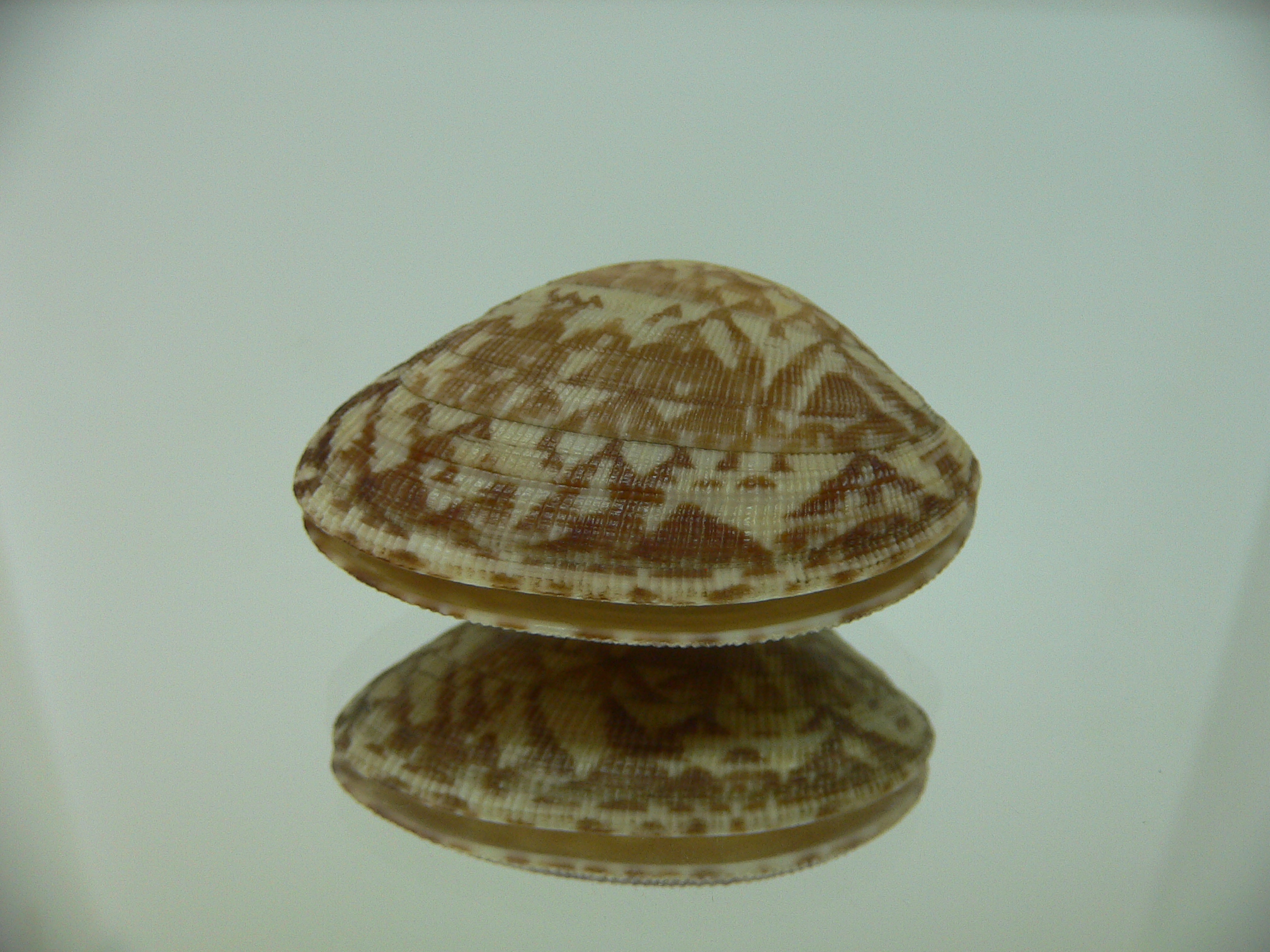 Venerupis aspera WIDE