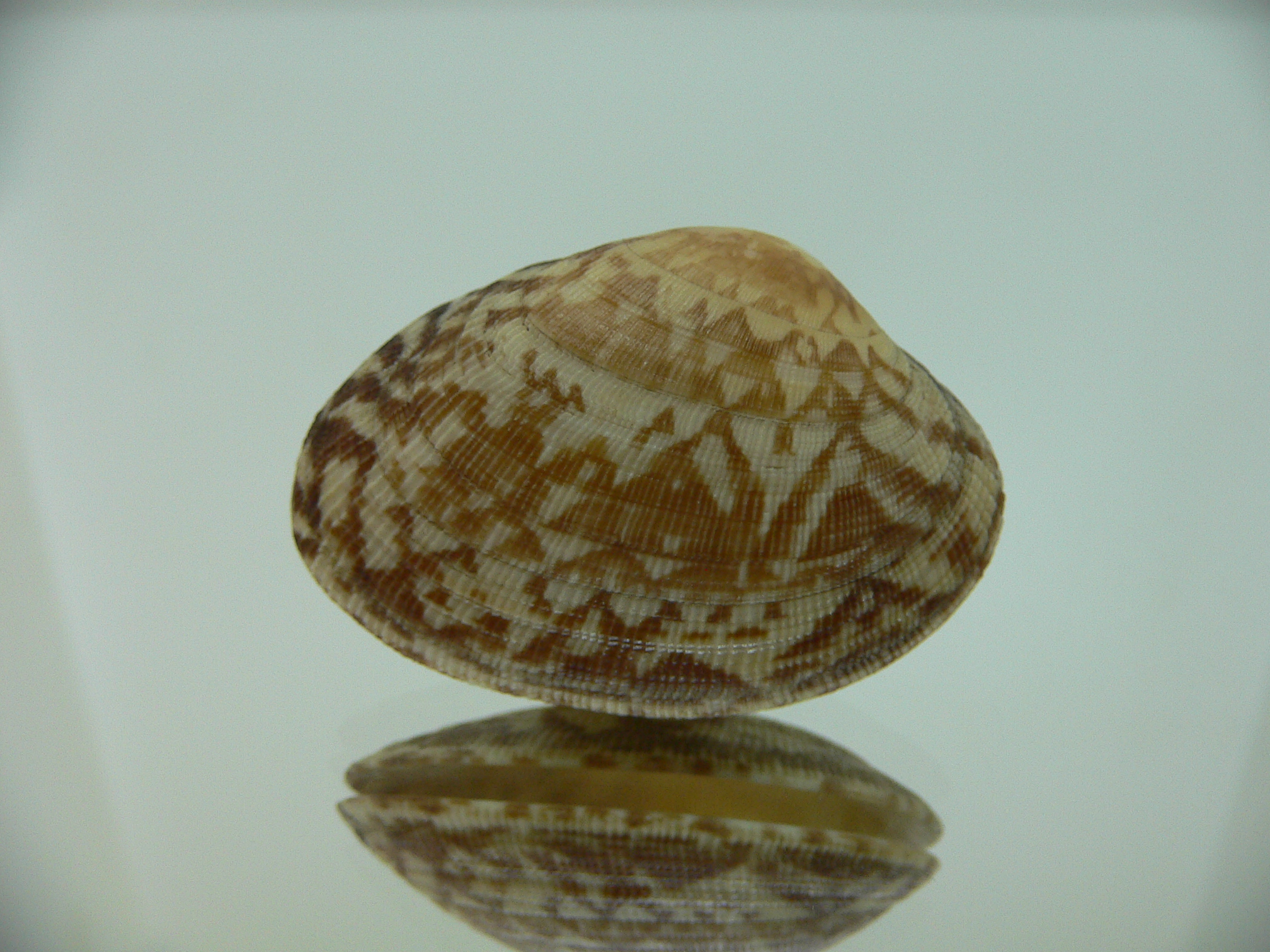 Venerupis aspera WIDE