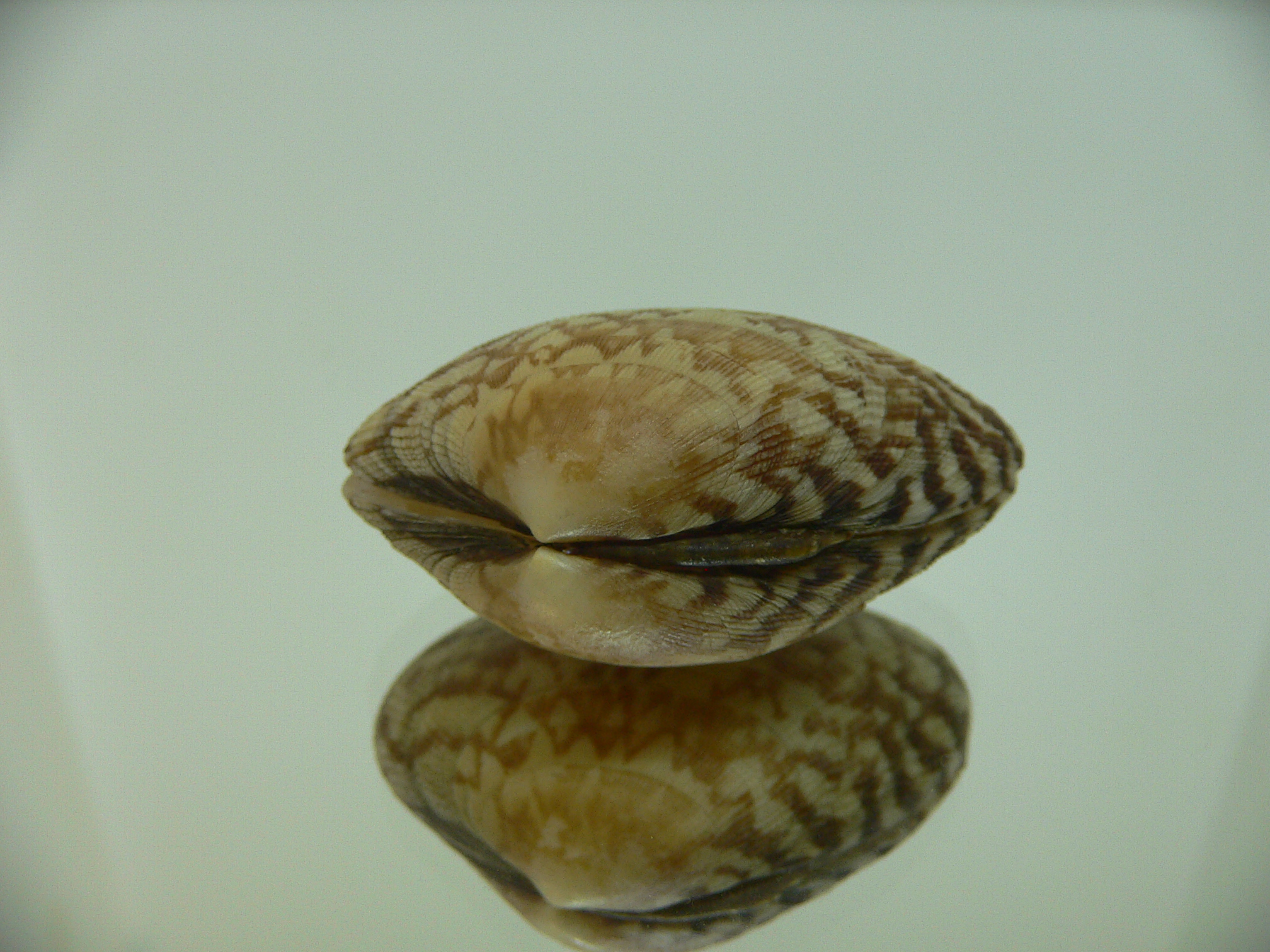 Venerupis aspera WIDE