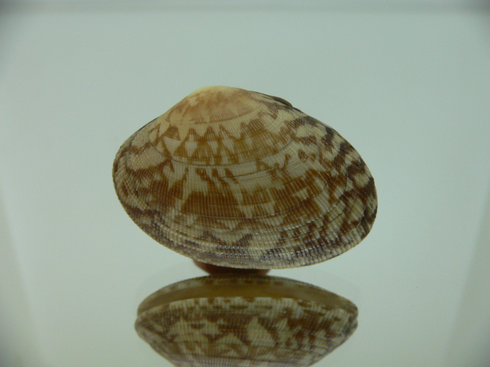 Venerupis aspera WIDE