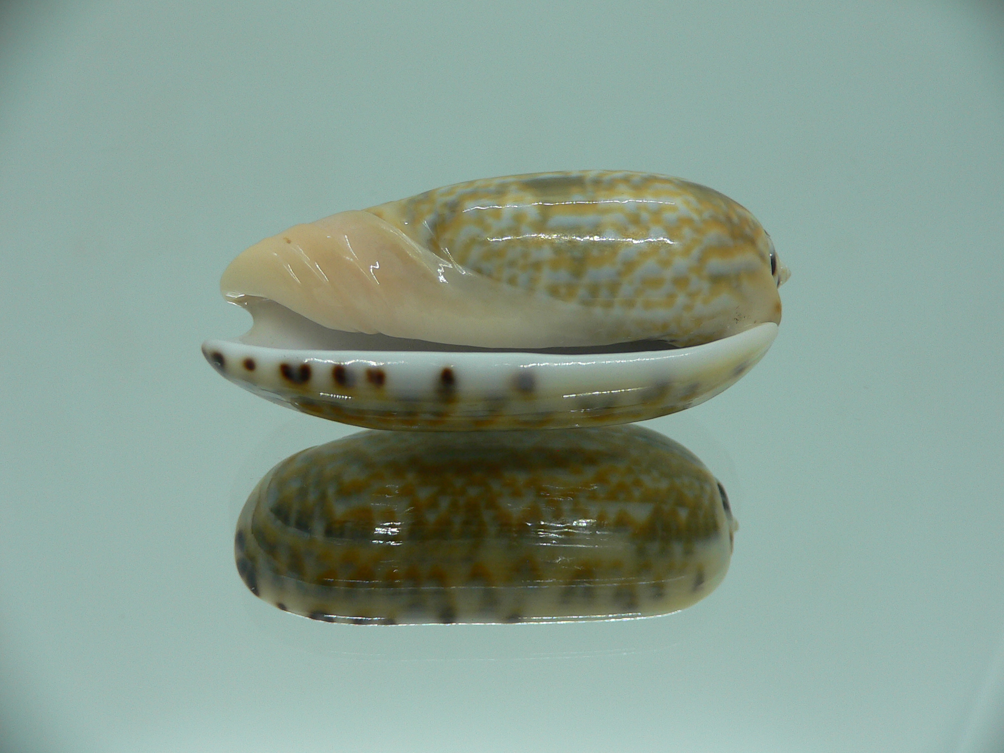 Oliva tricolor tricolor