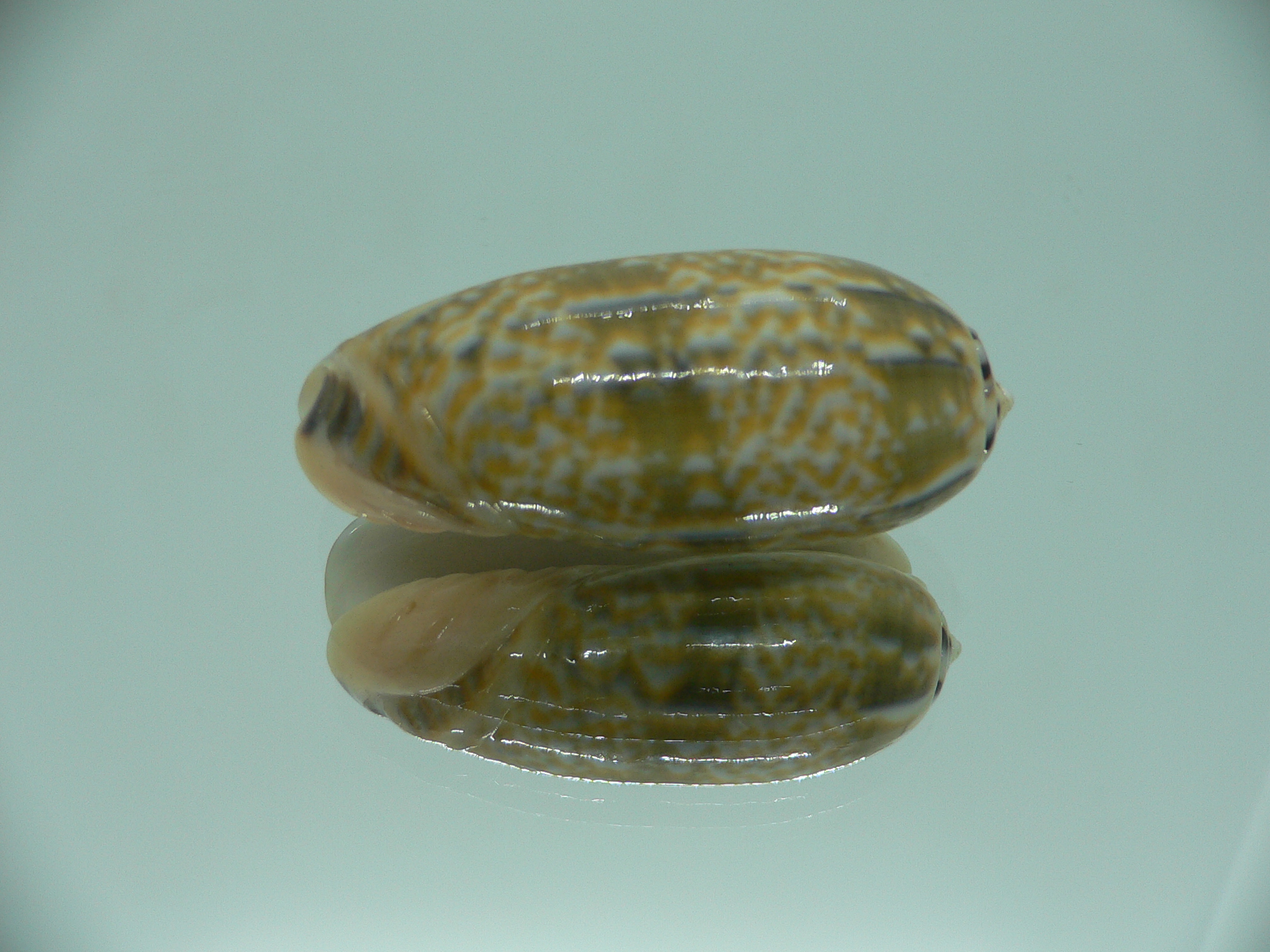 Oliva tricolor tricolor