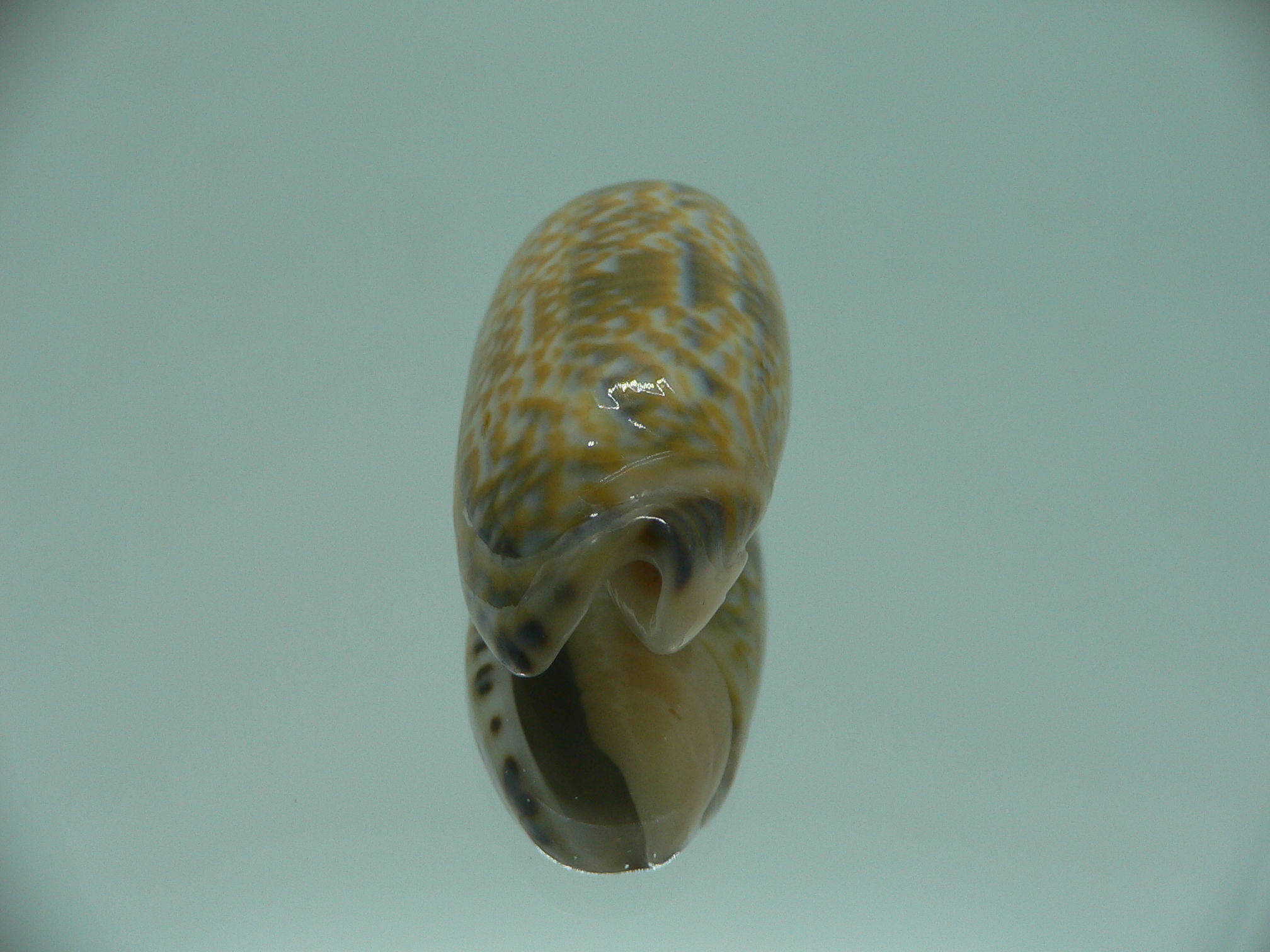 Oliva tricolor tricolor