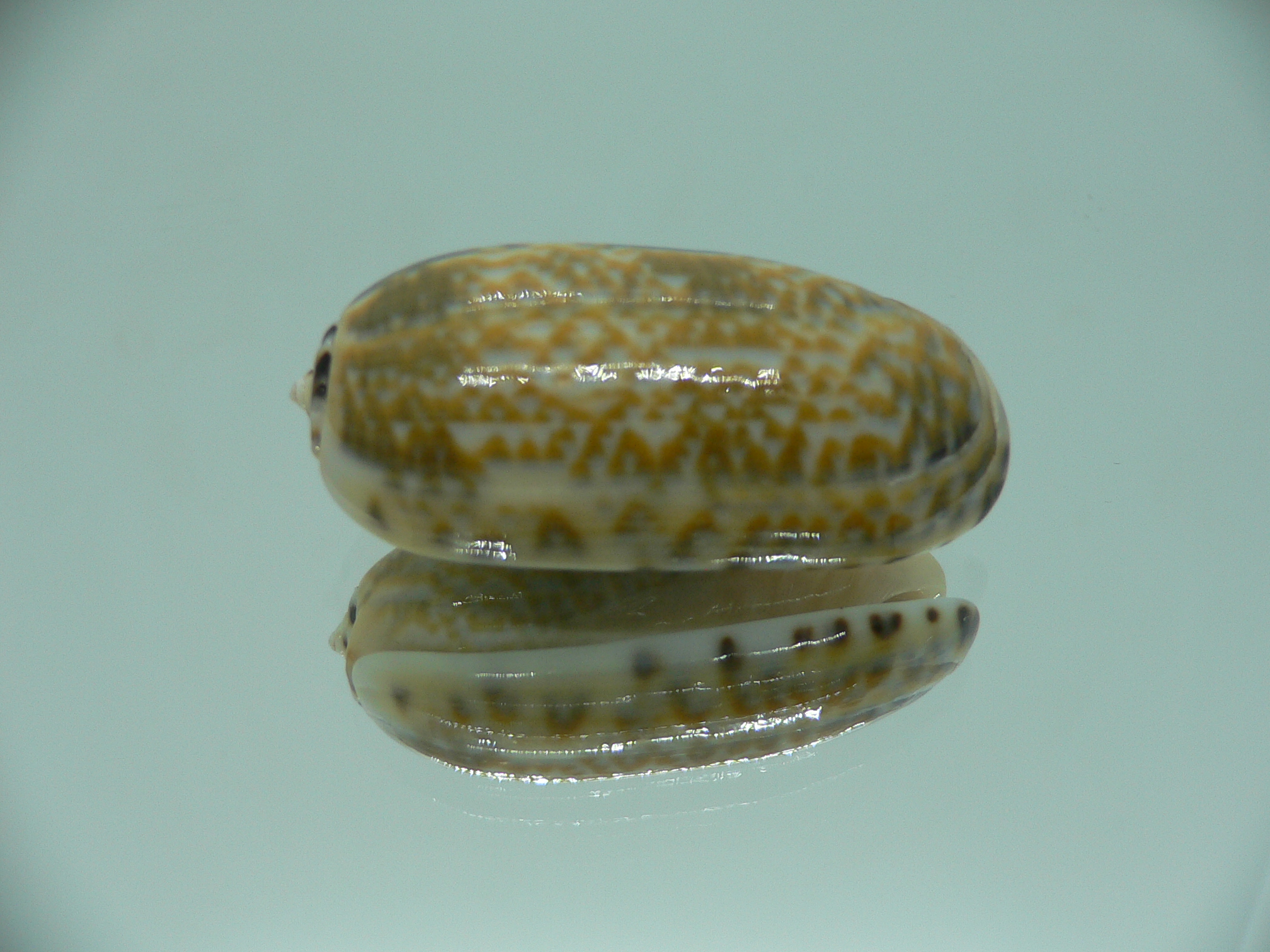 Oliva tricolor tricolor