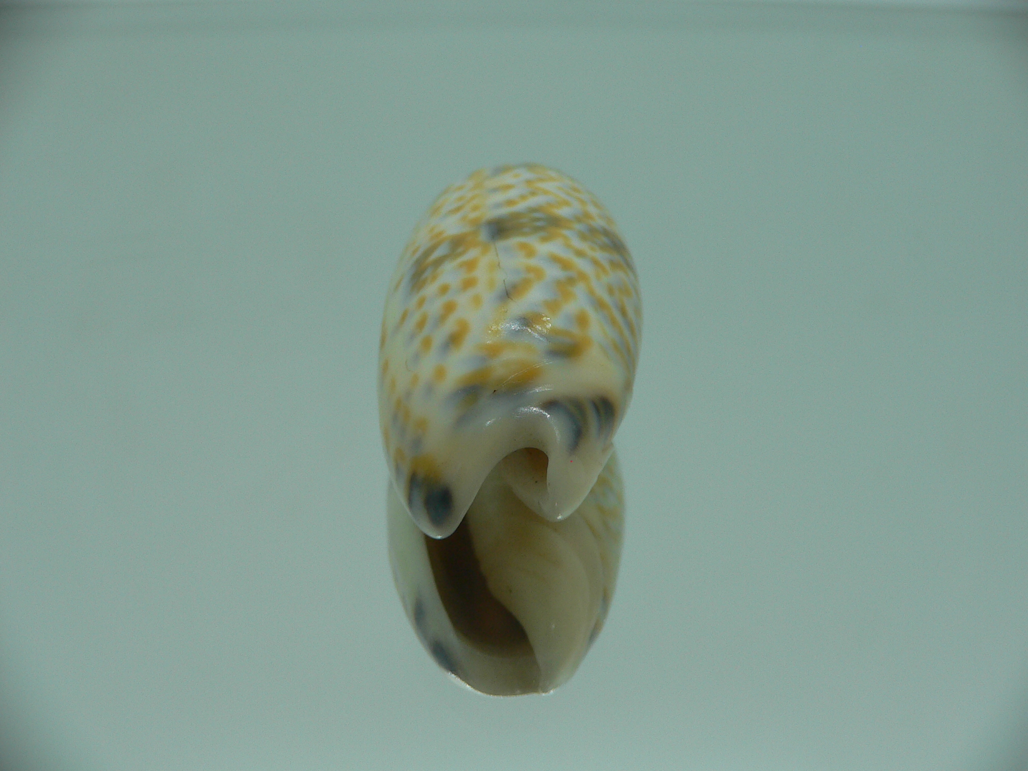 Oliva tricolor tricolor