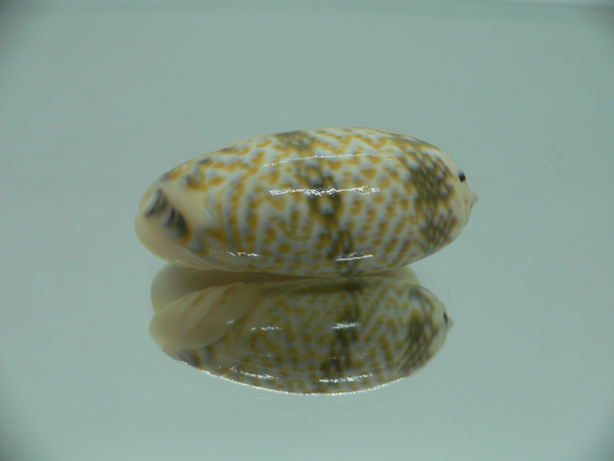 Oliva tricolor tricolor