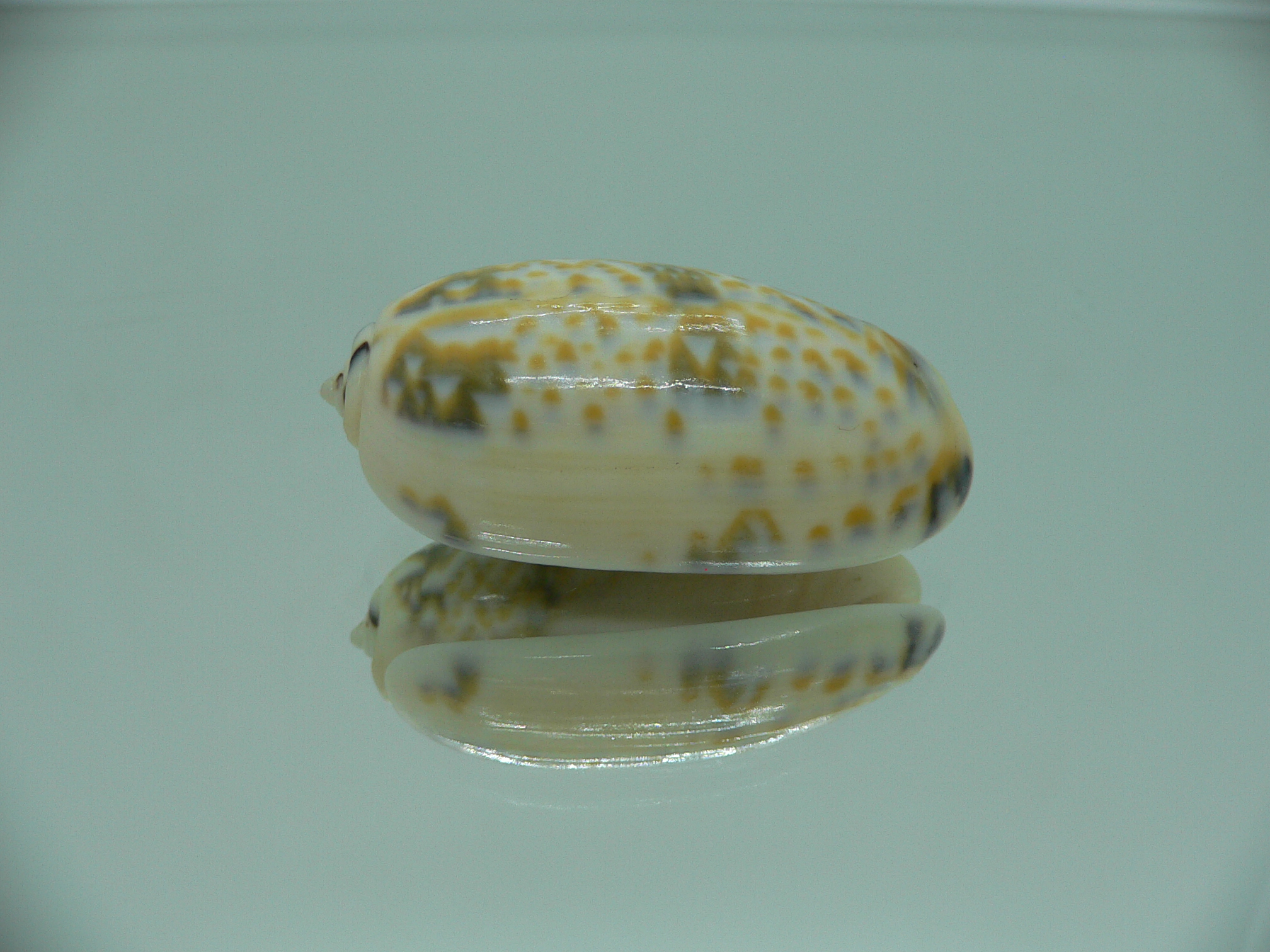 Oliva tricolor tricolor
