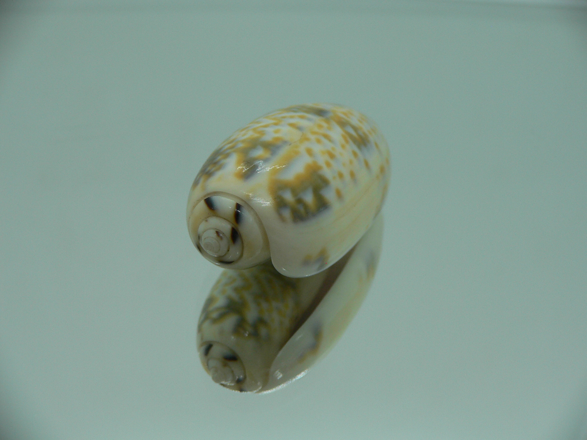 Oliva tricolor tricolor