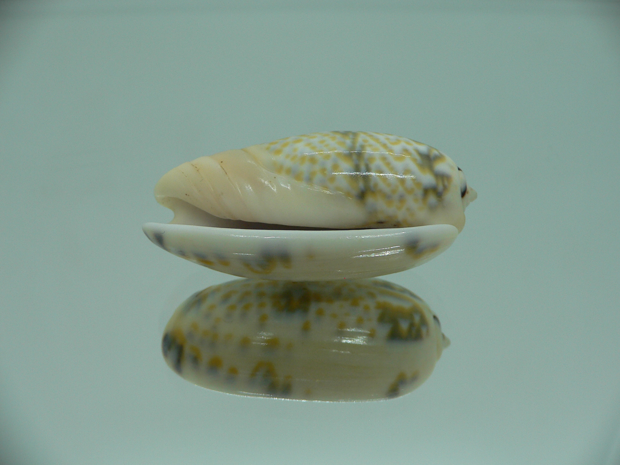 Oliva tricolor tricolor