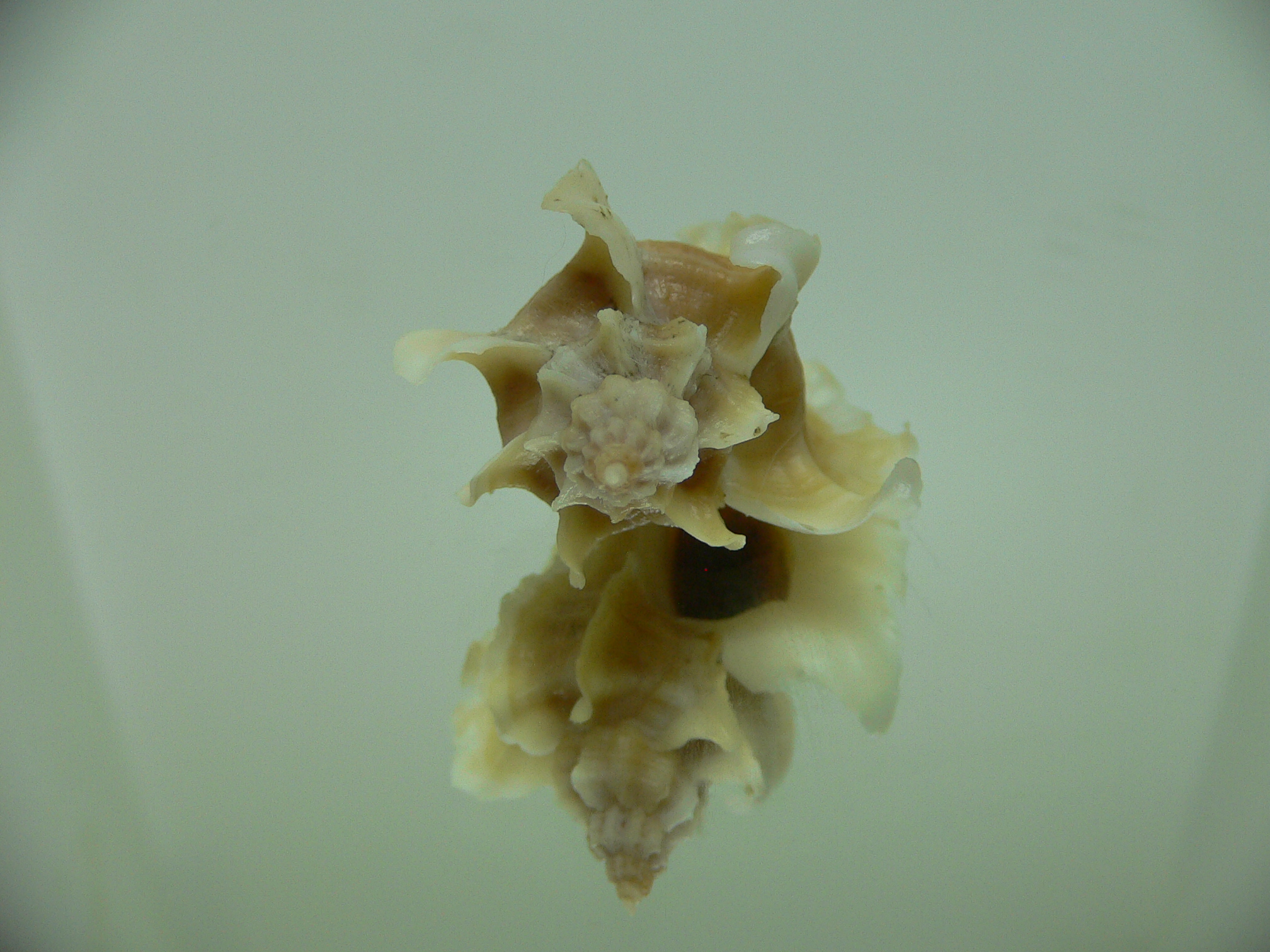 Ocenebra inornata GOLD FORM