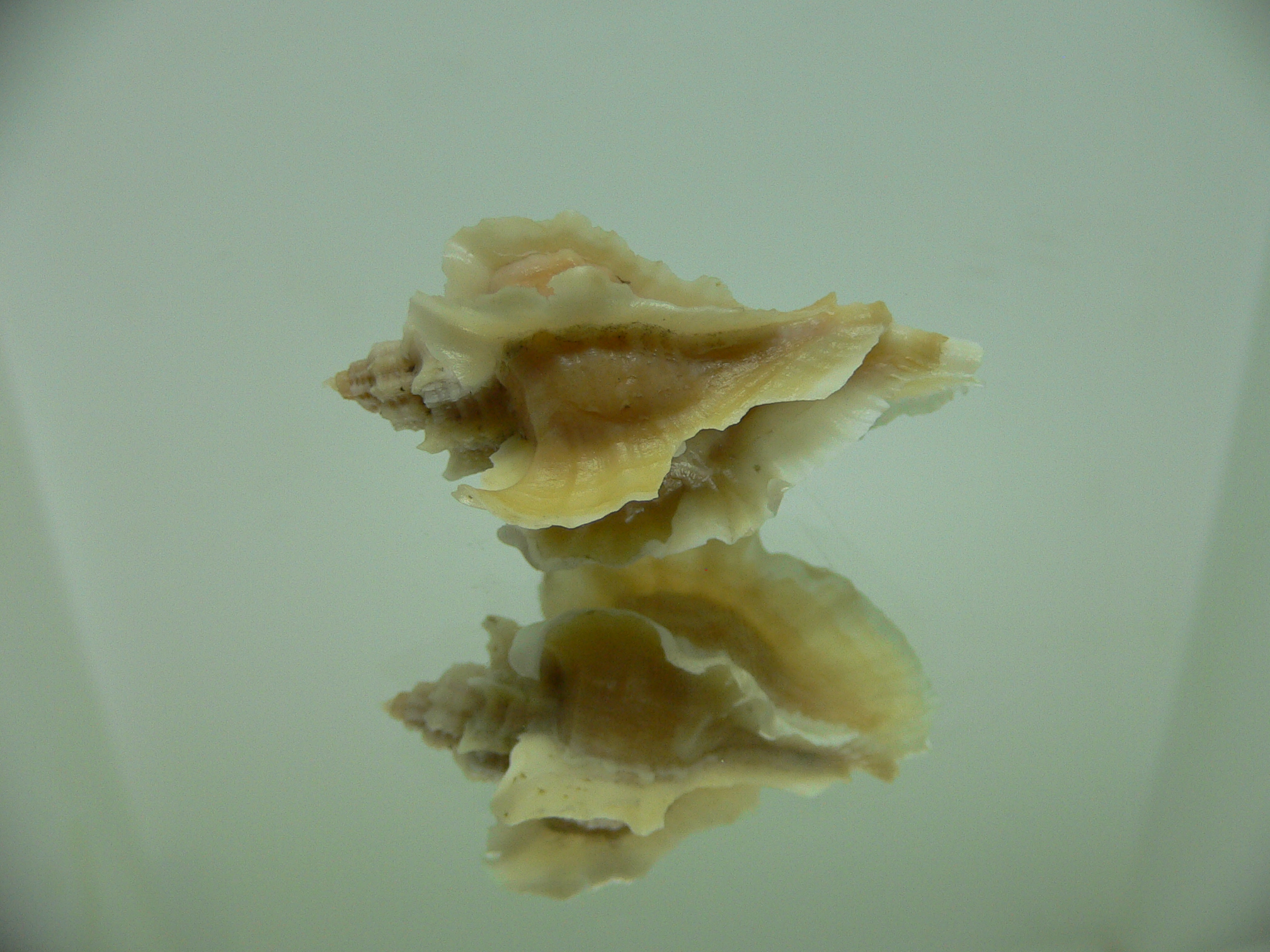 Ocenebra inornata GOLD FORM