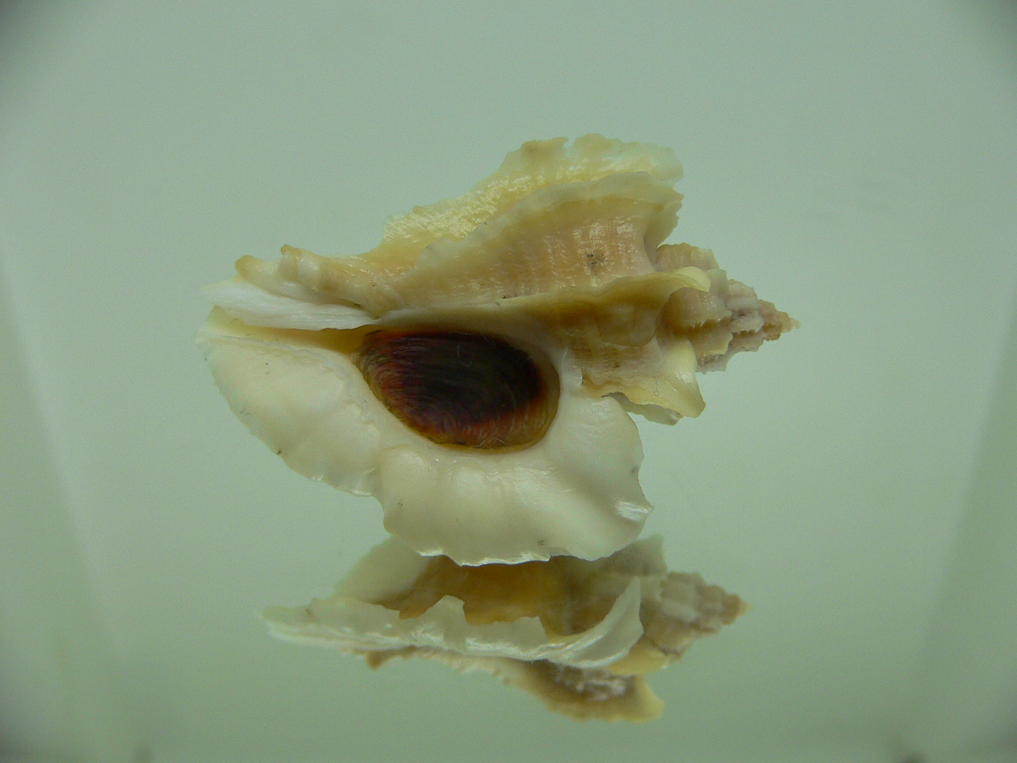 Ocenebra inornata GOLD FORM