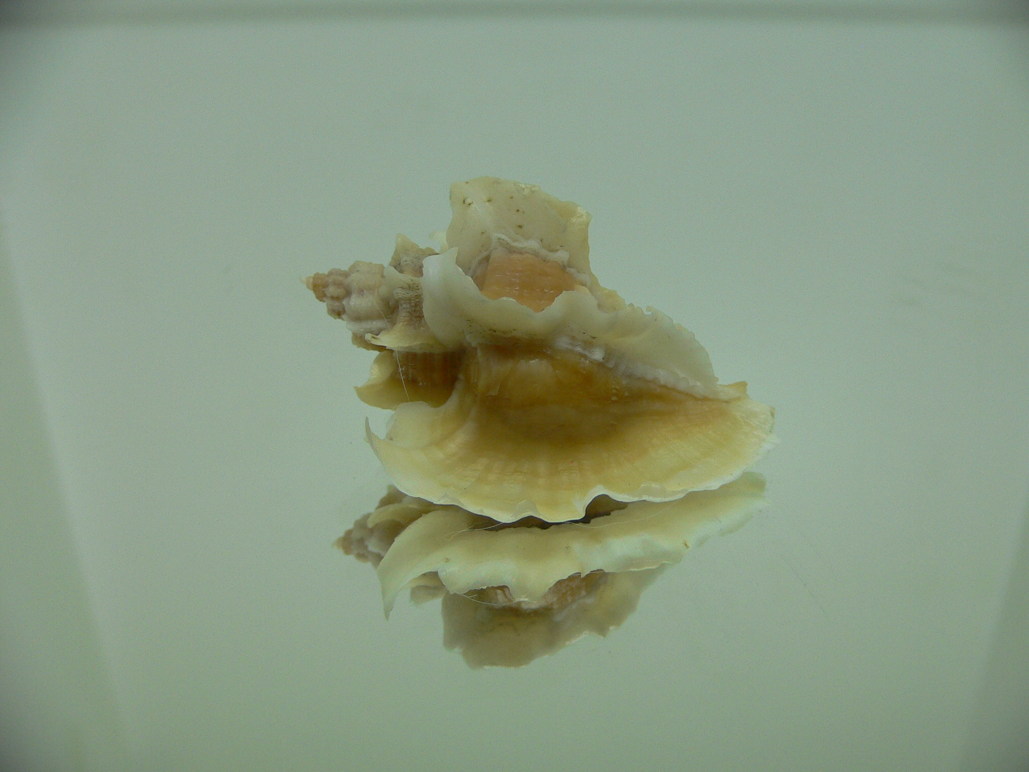 Ocenebra inornata GOLD FORM