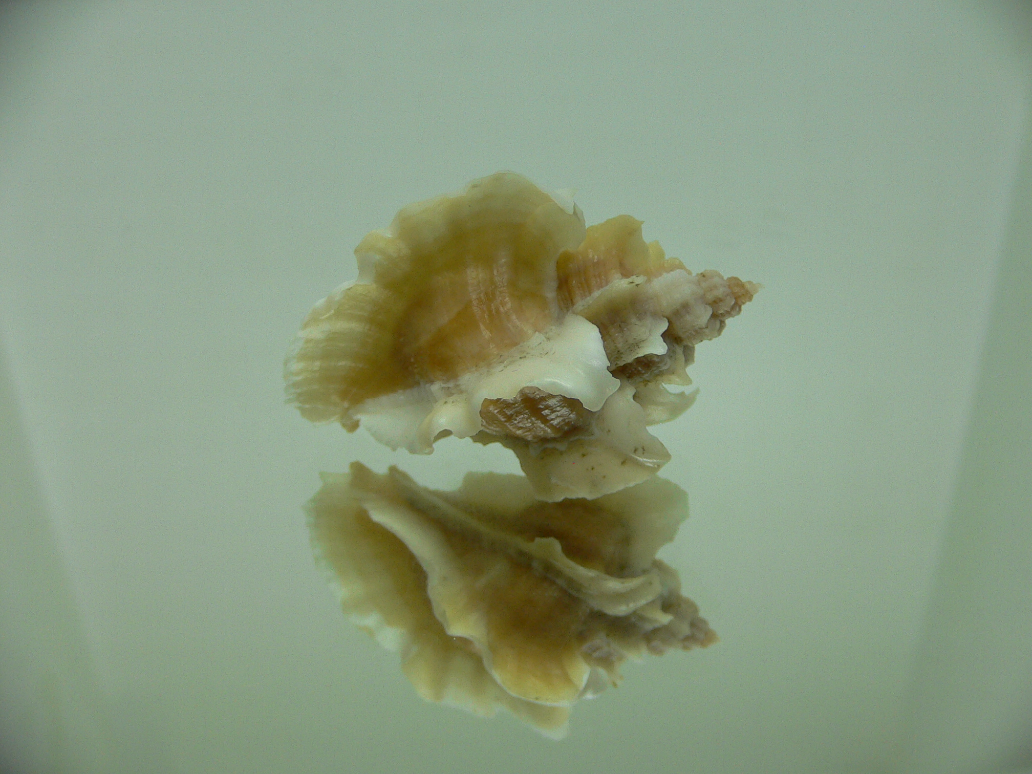 Ocenebra inornata GOLD FORM