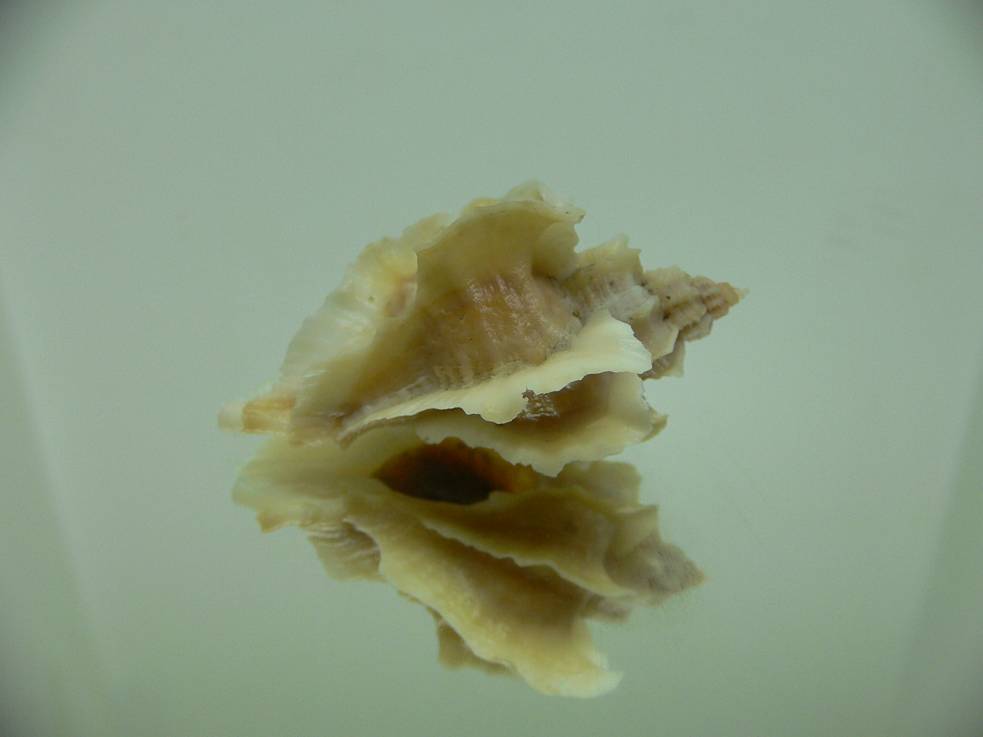 Ocenebra inornata GOLD FORM