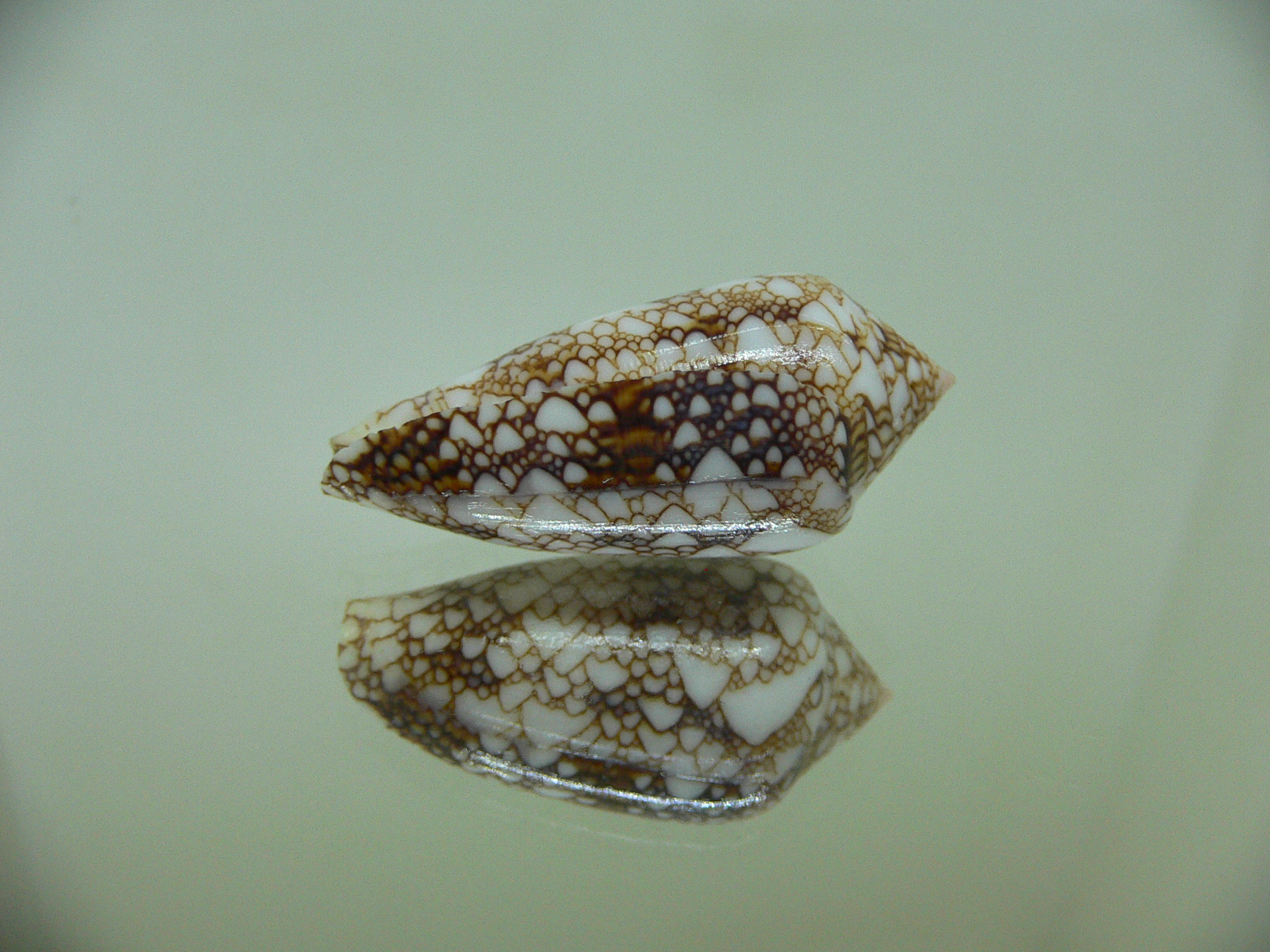 Conus textile pyramidalis (var.)