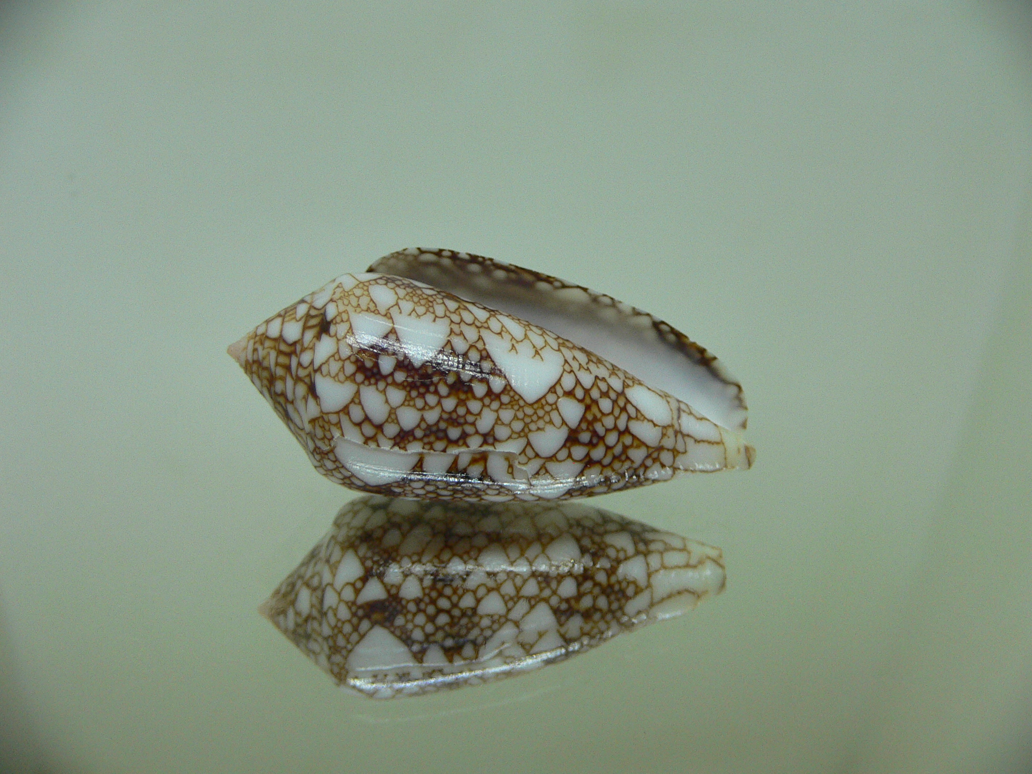 Conus textile pyramidalis (var.)