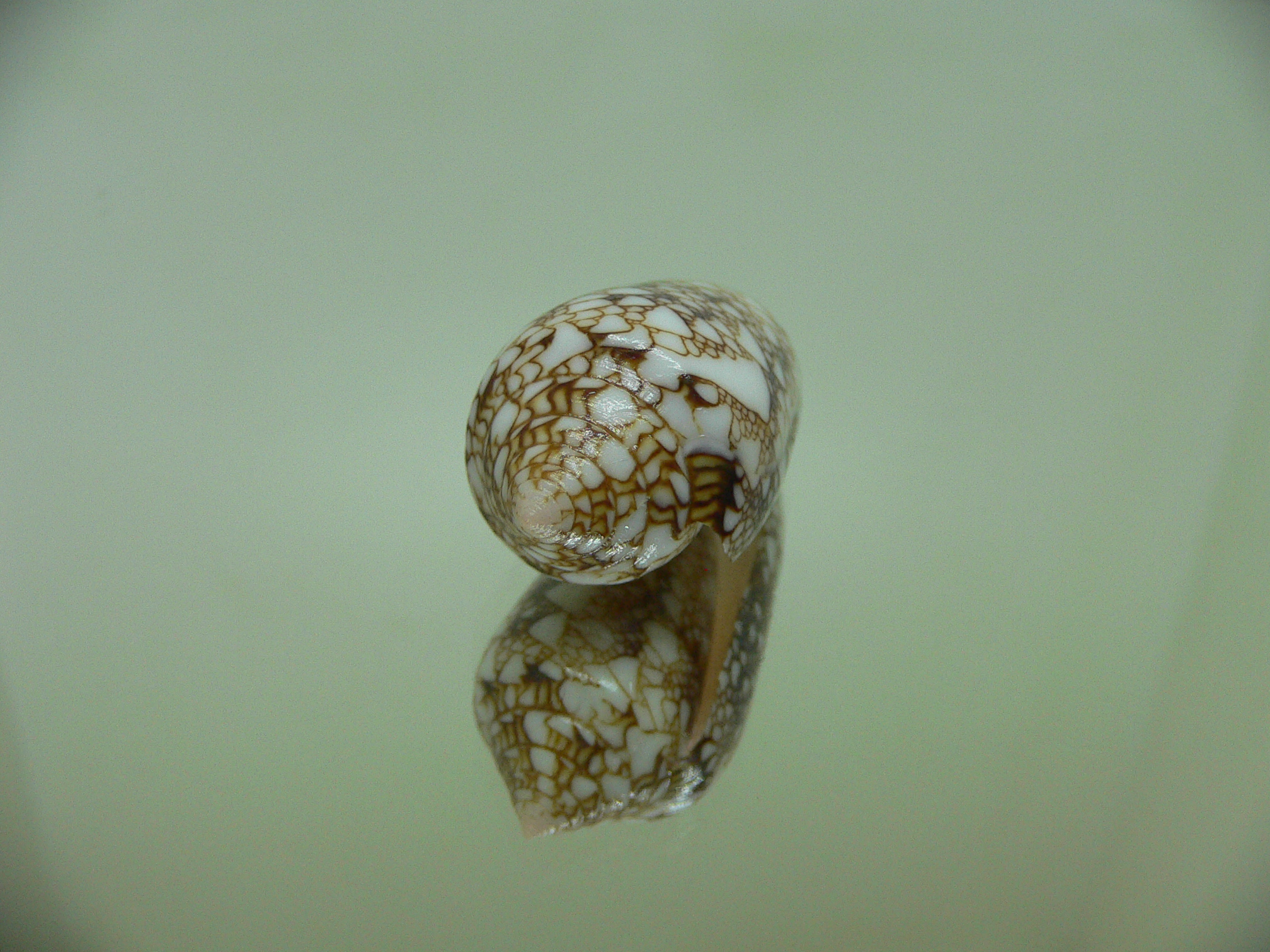 Conus textile pyramidalis (var.)