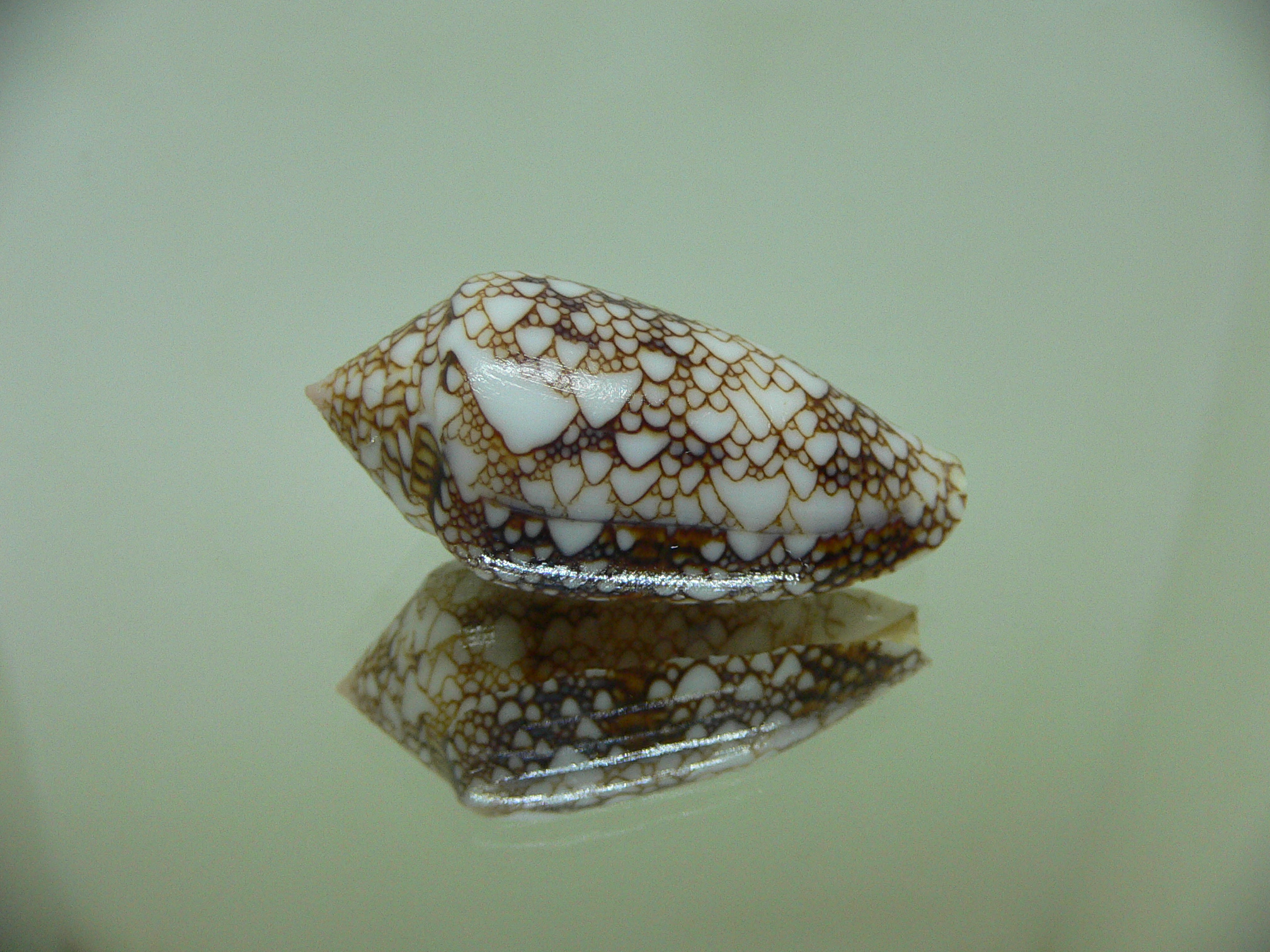 Conus textile pyramidalis (var.)