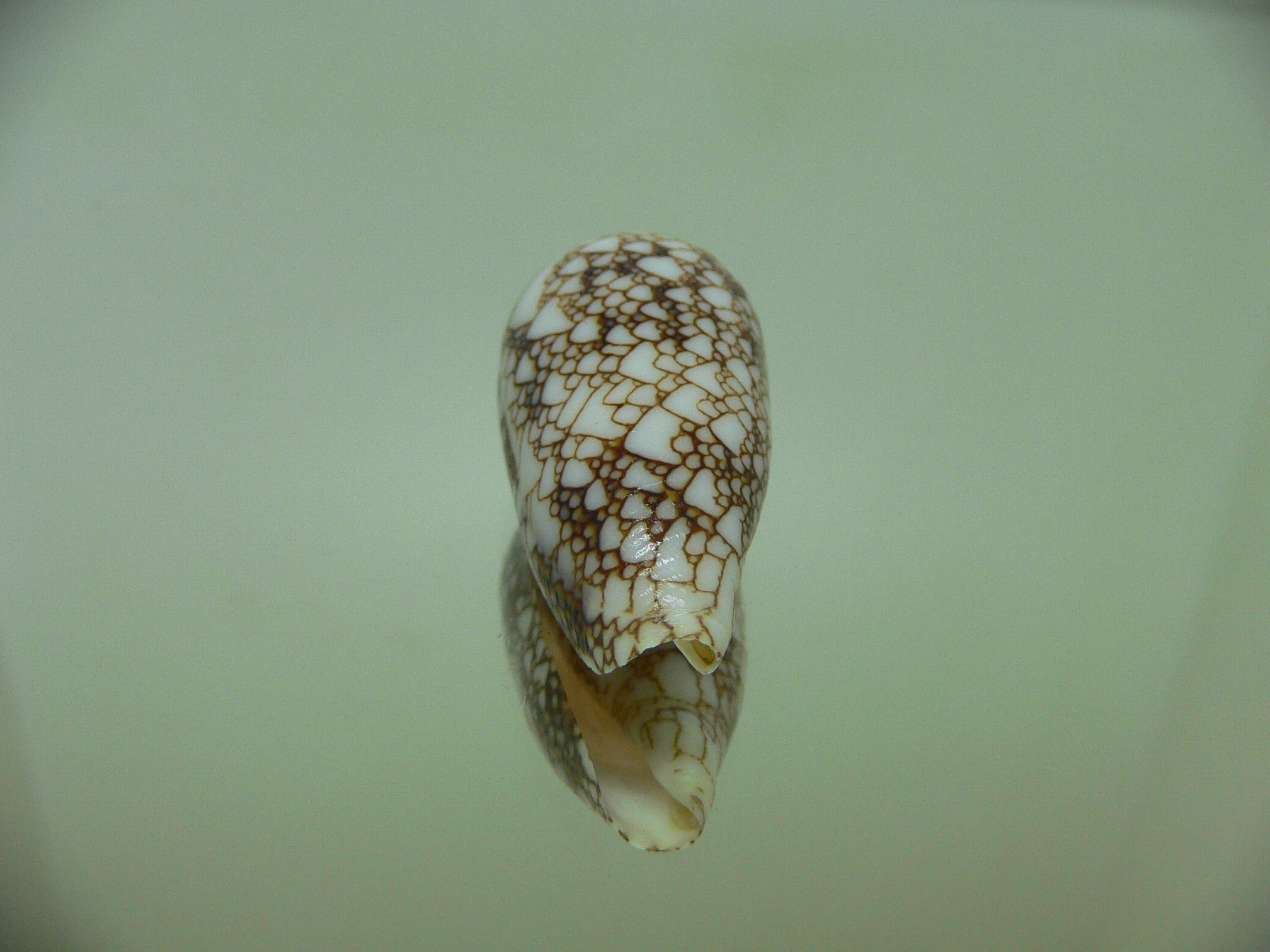 Conus textile pyramidalis (var.)