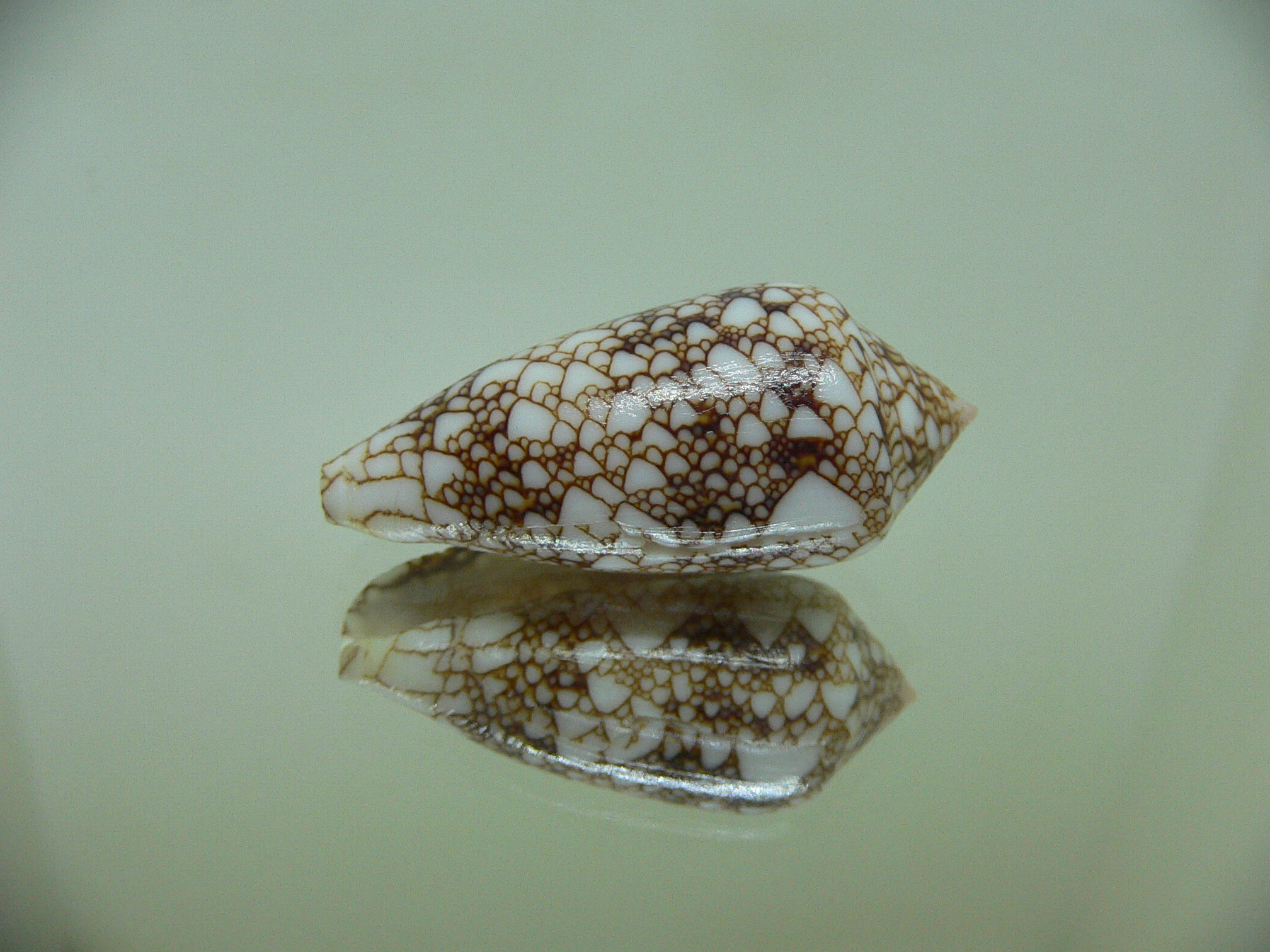 Conus textile pyramidalis (var.)