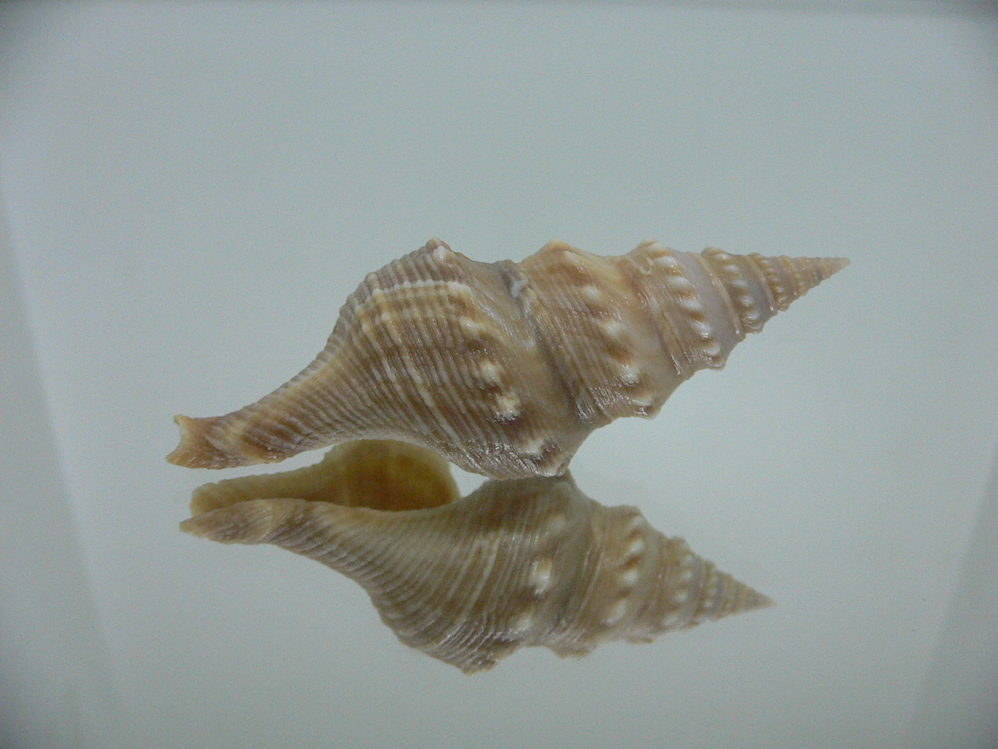 Turricula javana BIG