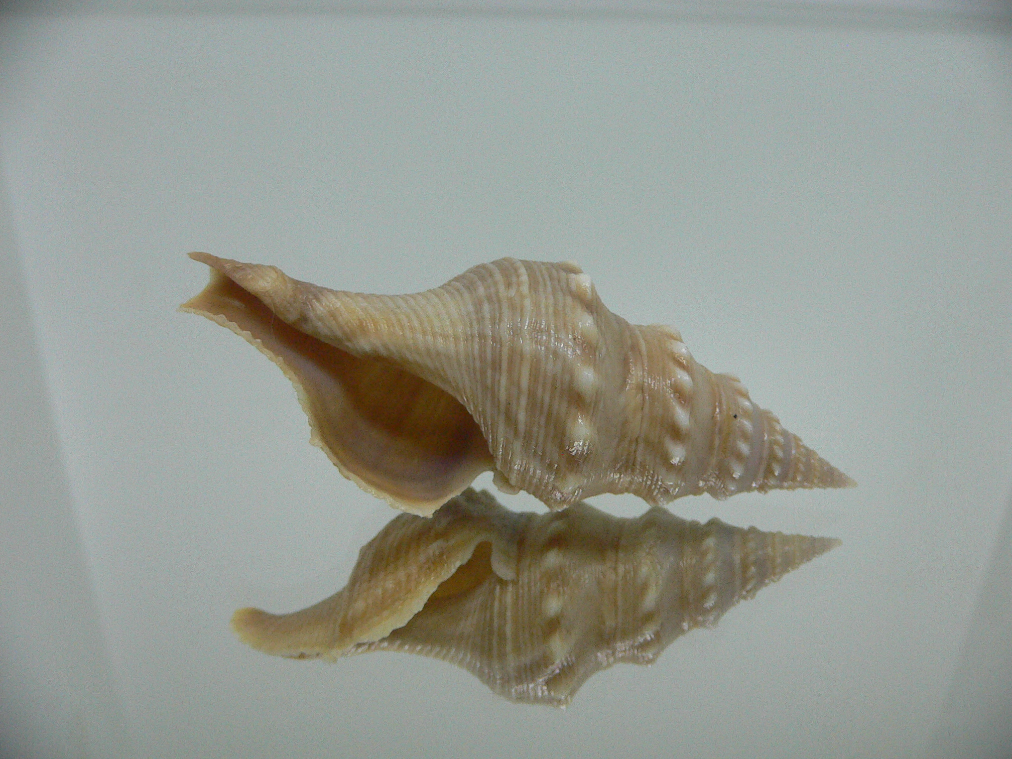Turricula javana BIG