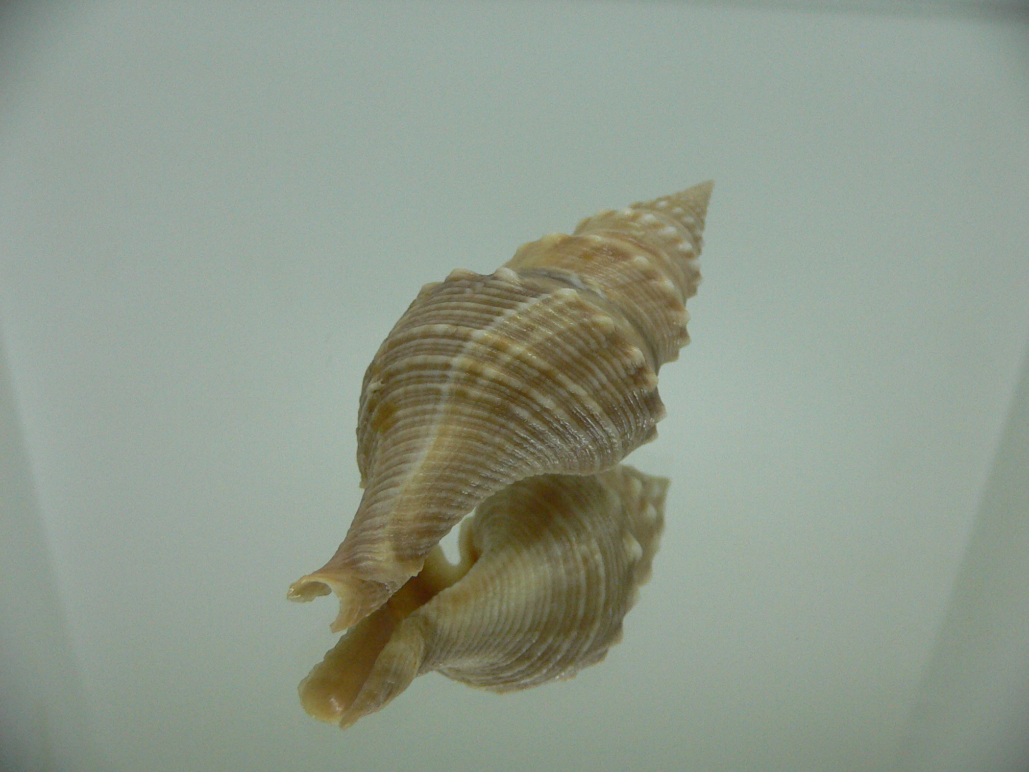 Turricula javana BIG