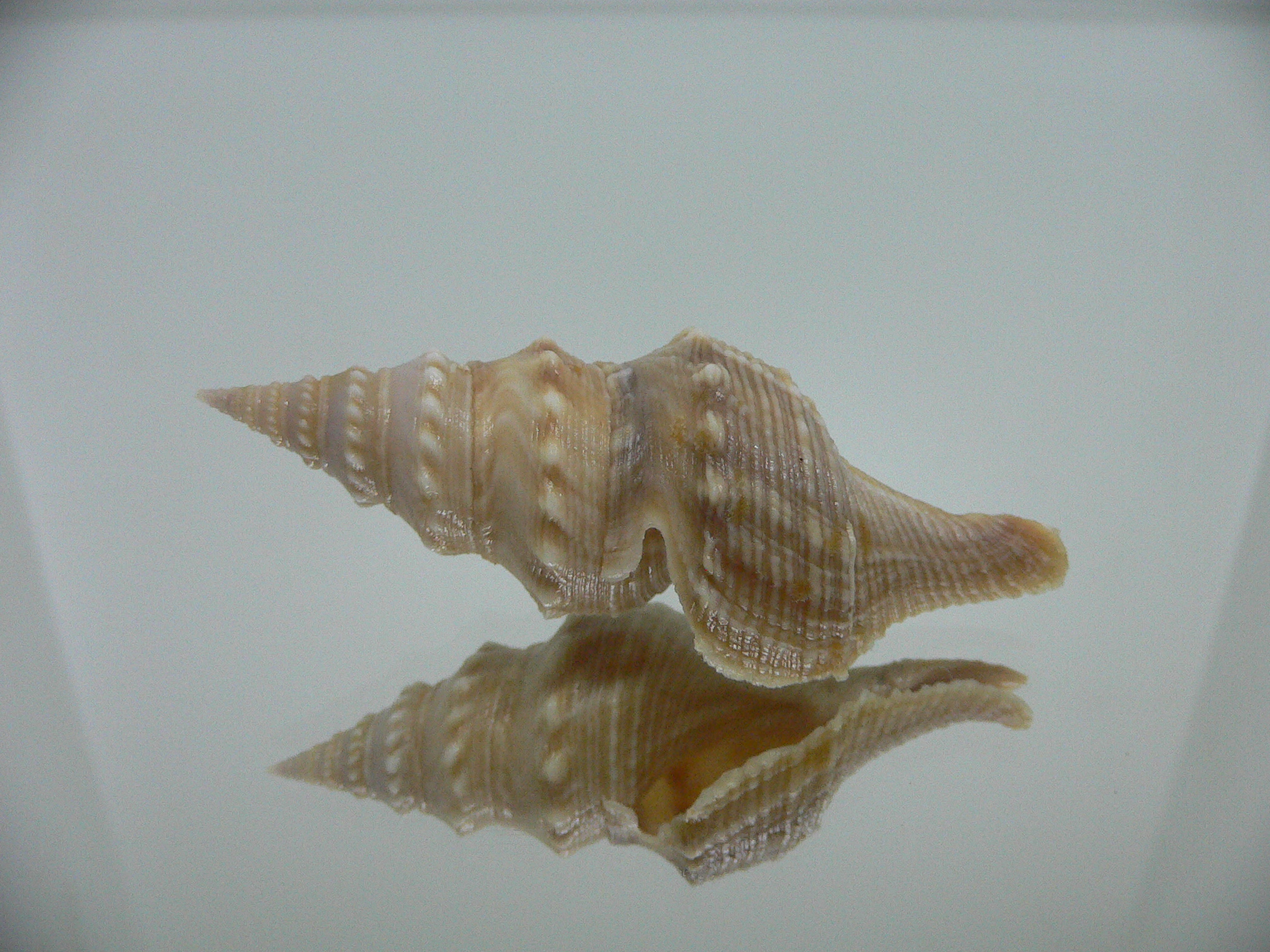 Turricula javana BIG