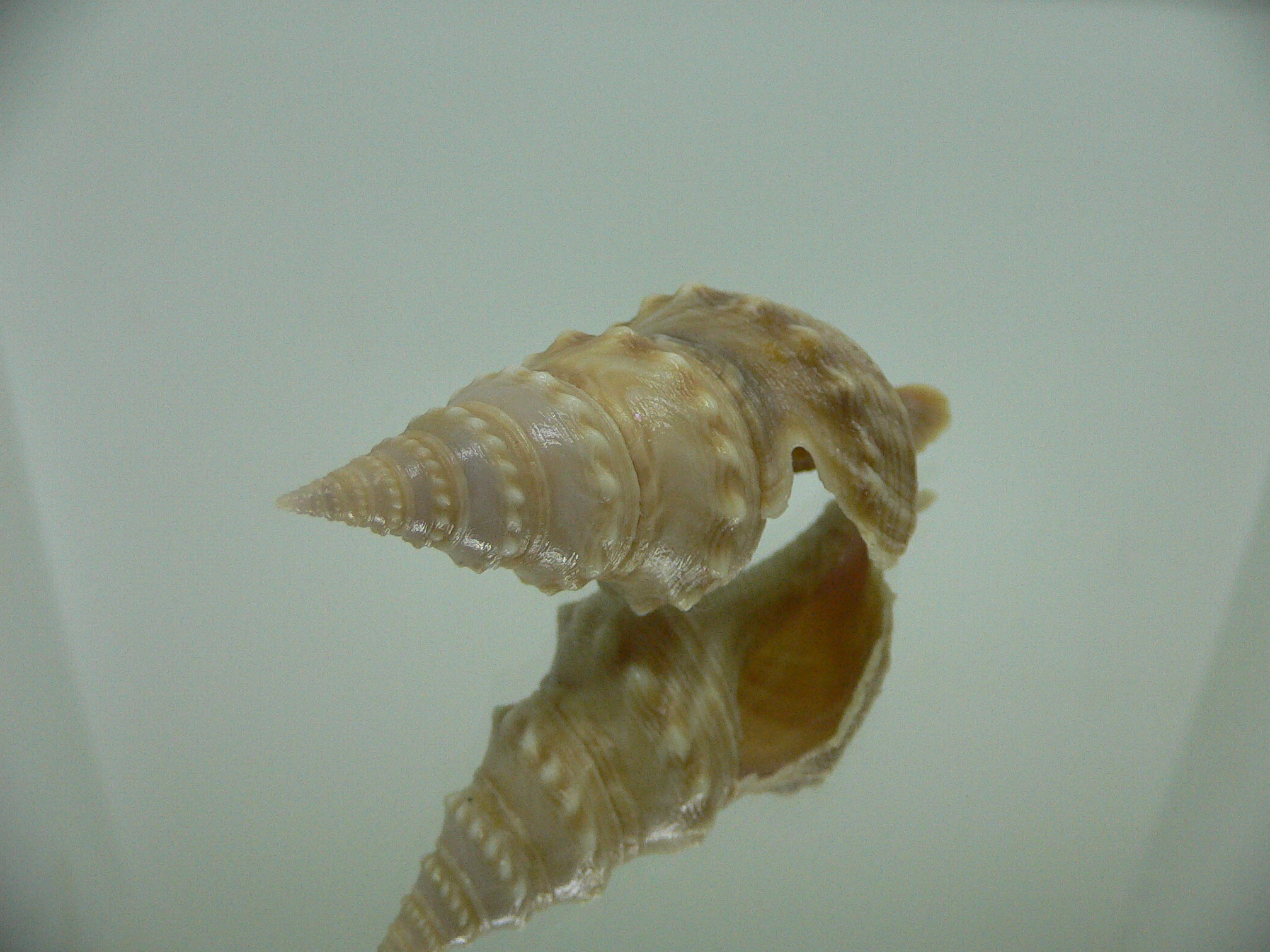 Turricula javana BIG